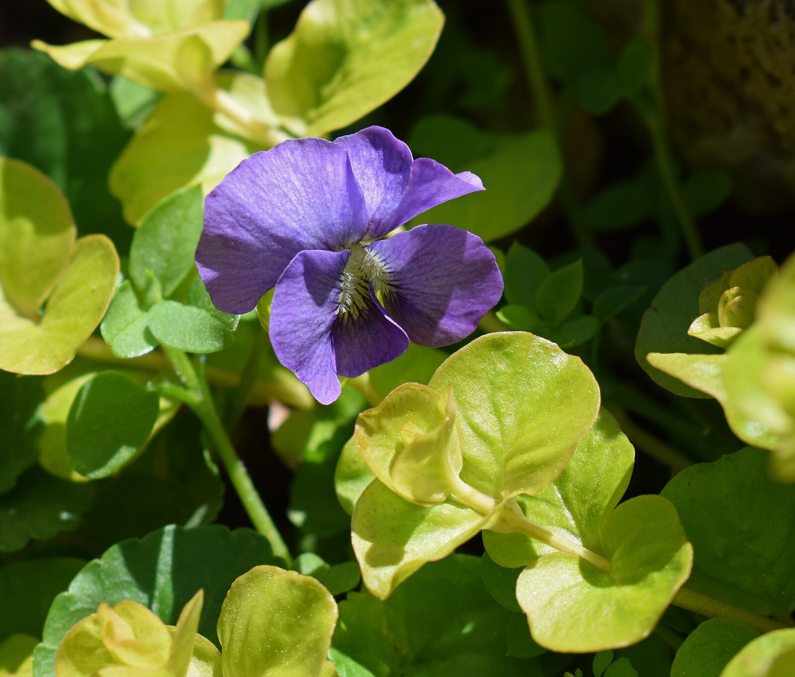 Nikon D3300 sample photo. Violet, moneywort, wildflower photography