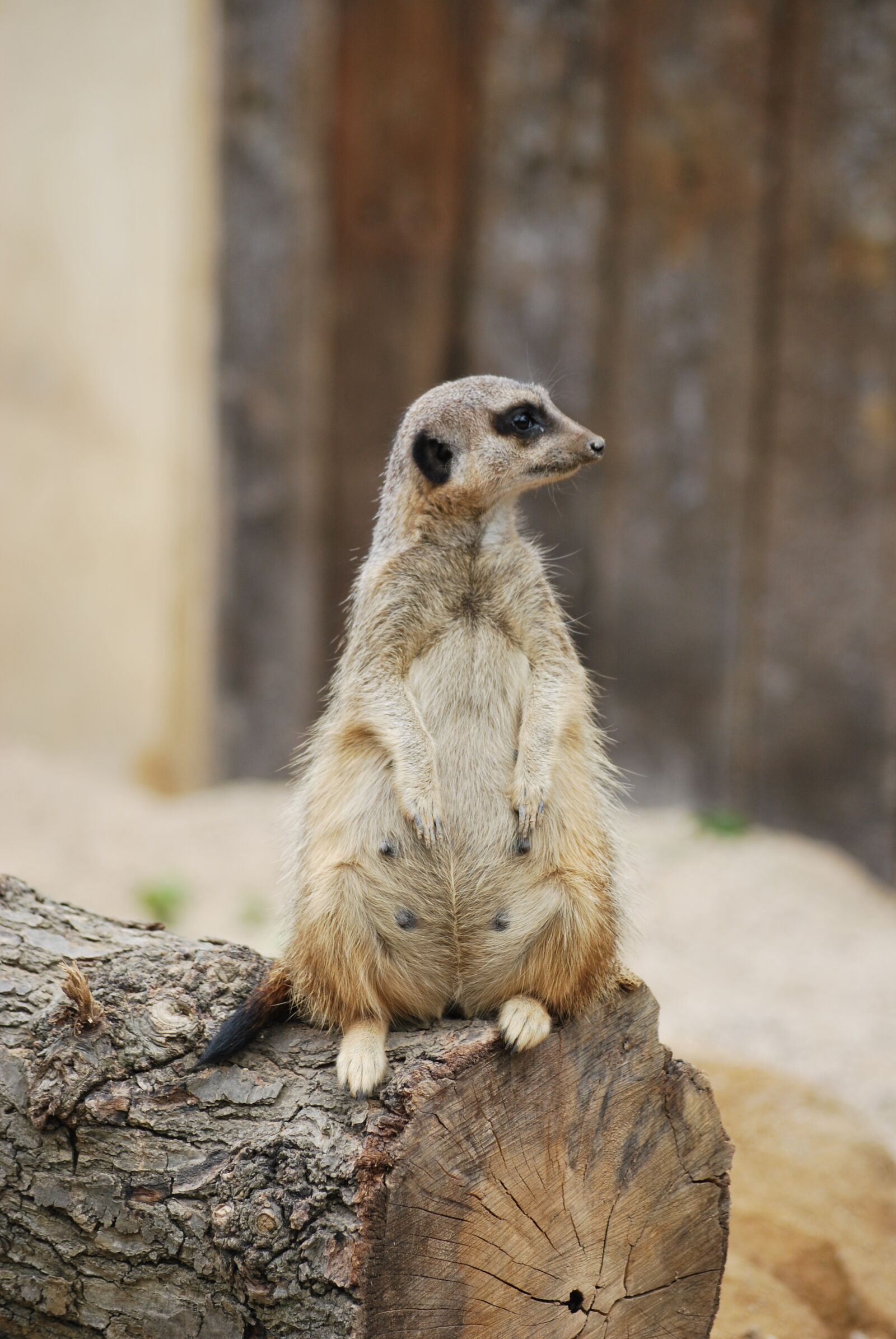 Nikon D60 sample photo. Animal, wildlife, mammal photography