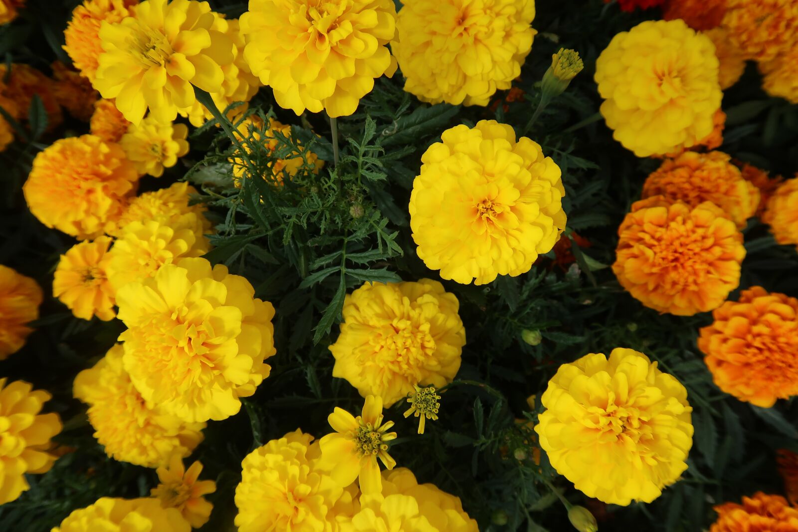 Canon PowerShot G7 X Mark II sample photo. Marigold, marigold yellow, marigolds photography