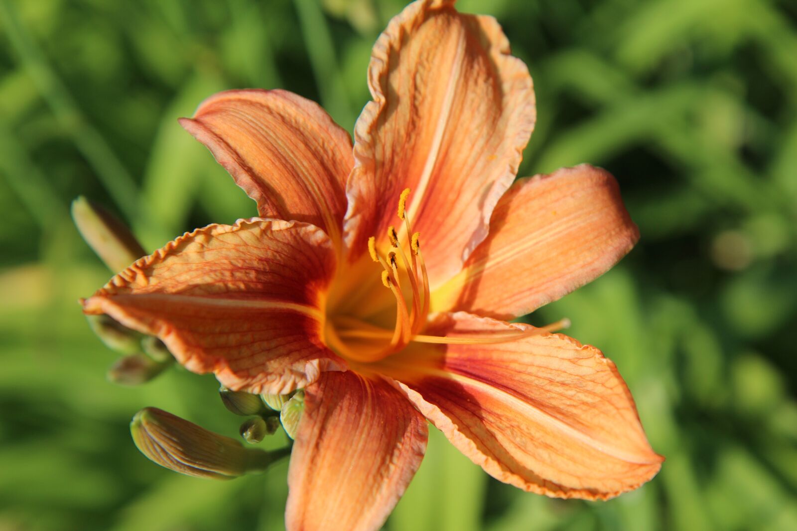 Canon EOS 600D (Rebel EOS T3i / EOS Kiss X5) sample photo. Lys, lily orange, orange photography