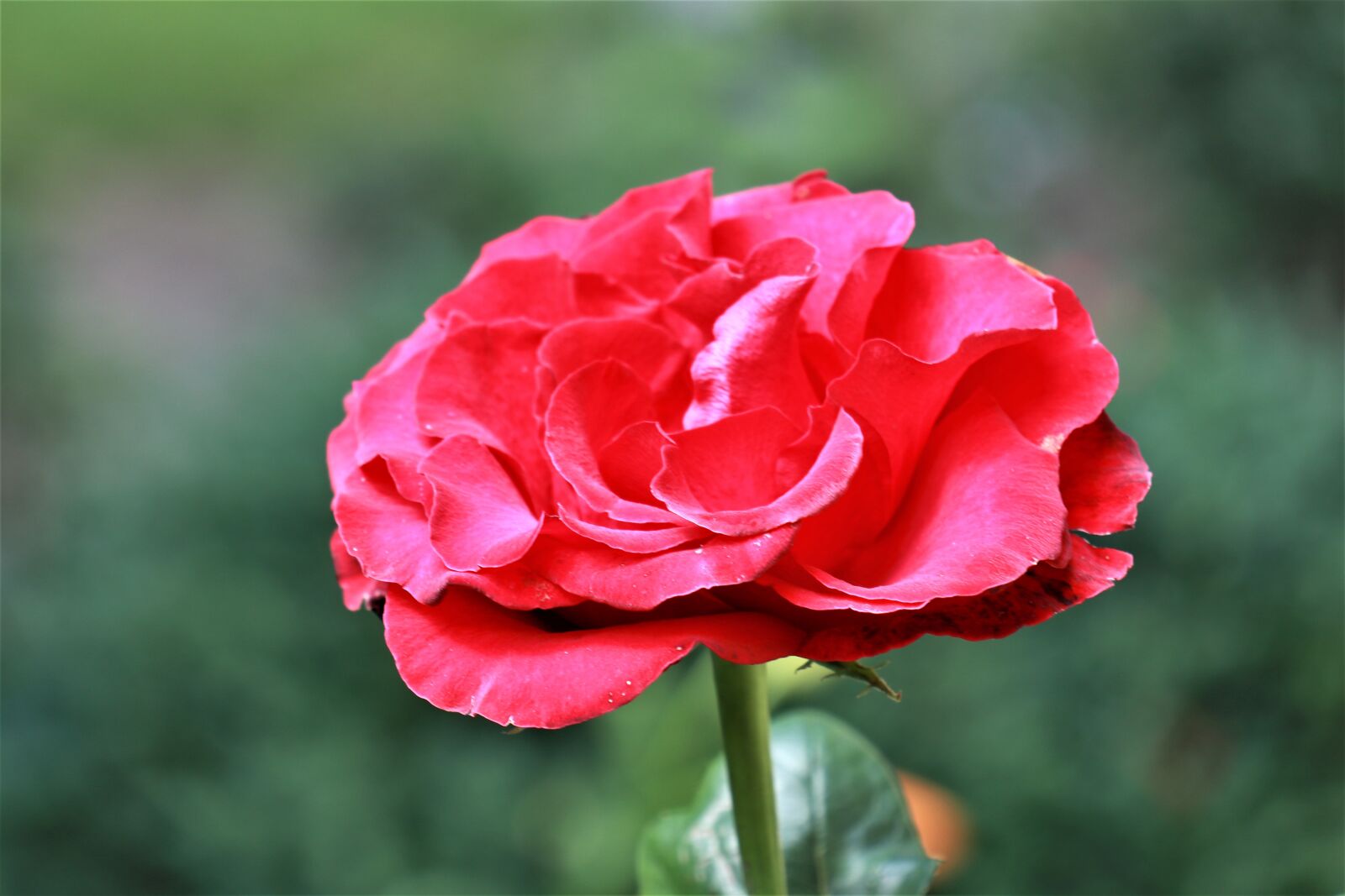 Canon EOS M6 sample photo. Rose, red, flower photography