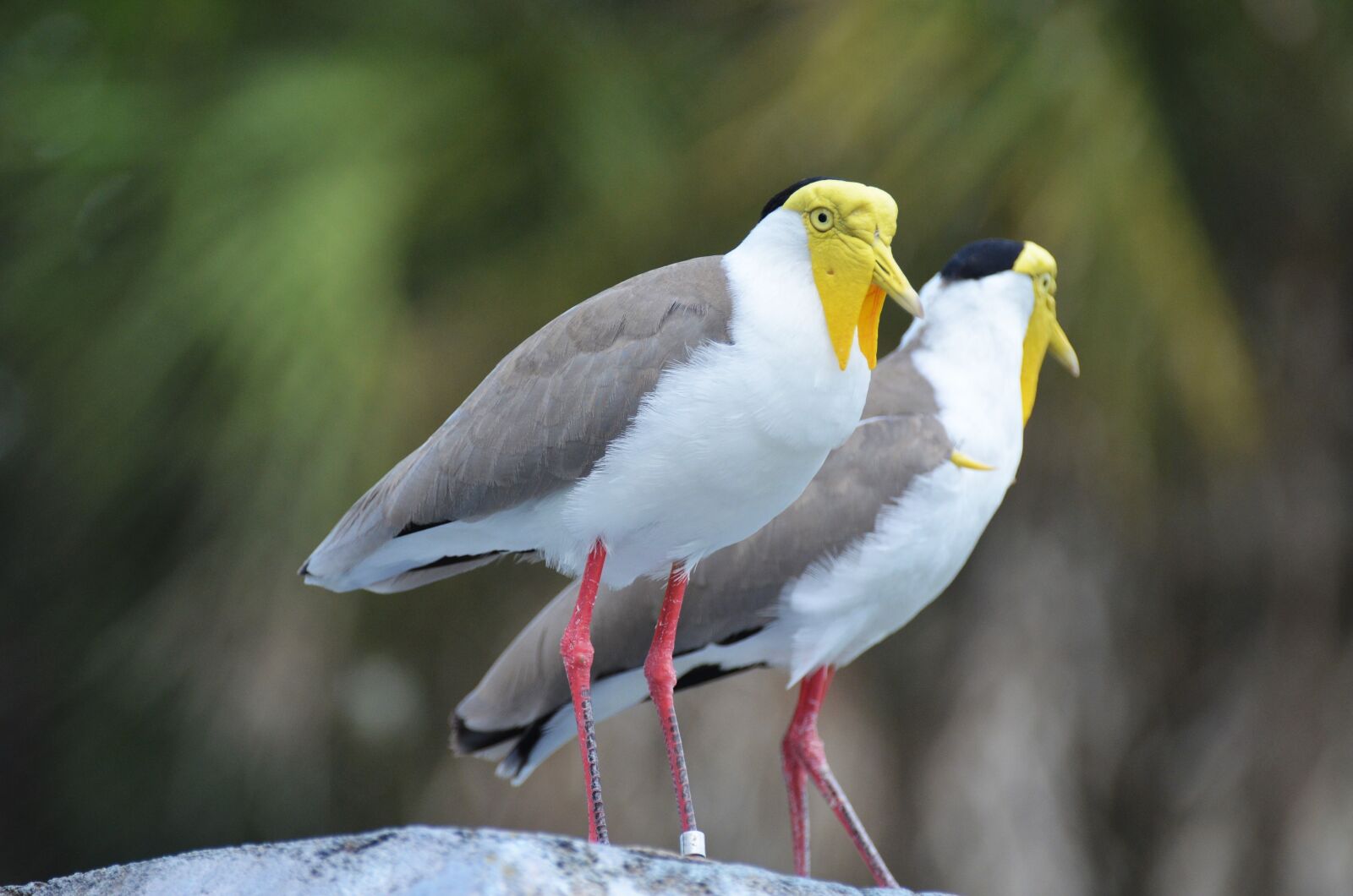 Nikon D5100 sample photo. Lapwing masked australian, vanellus photography
