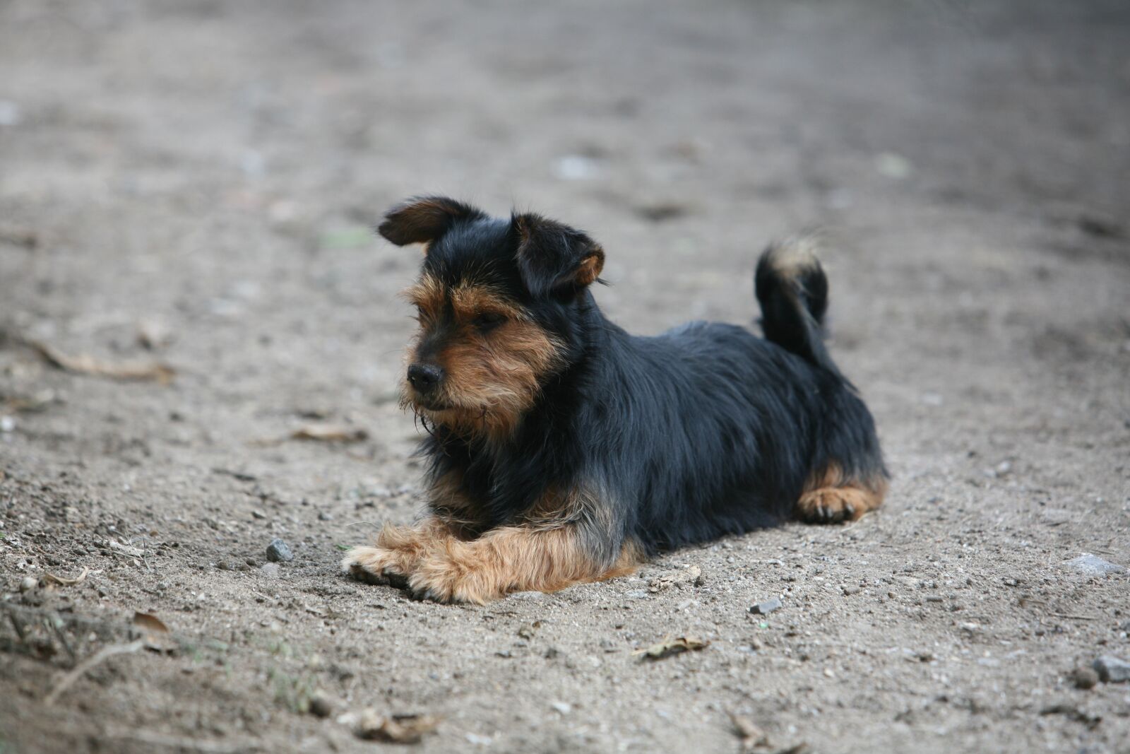 Canon EOS 5D sample photo. Dog, animal, pet photography