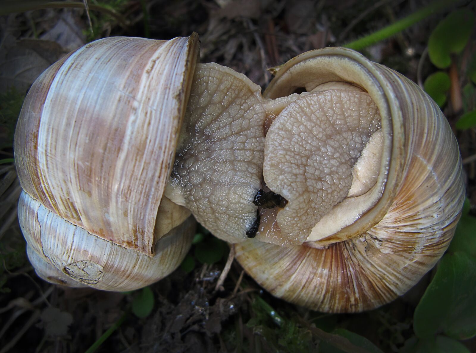 Canon PowerShot G12 sample photo. Snails, devoured, love game photography