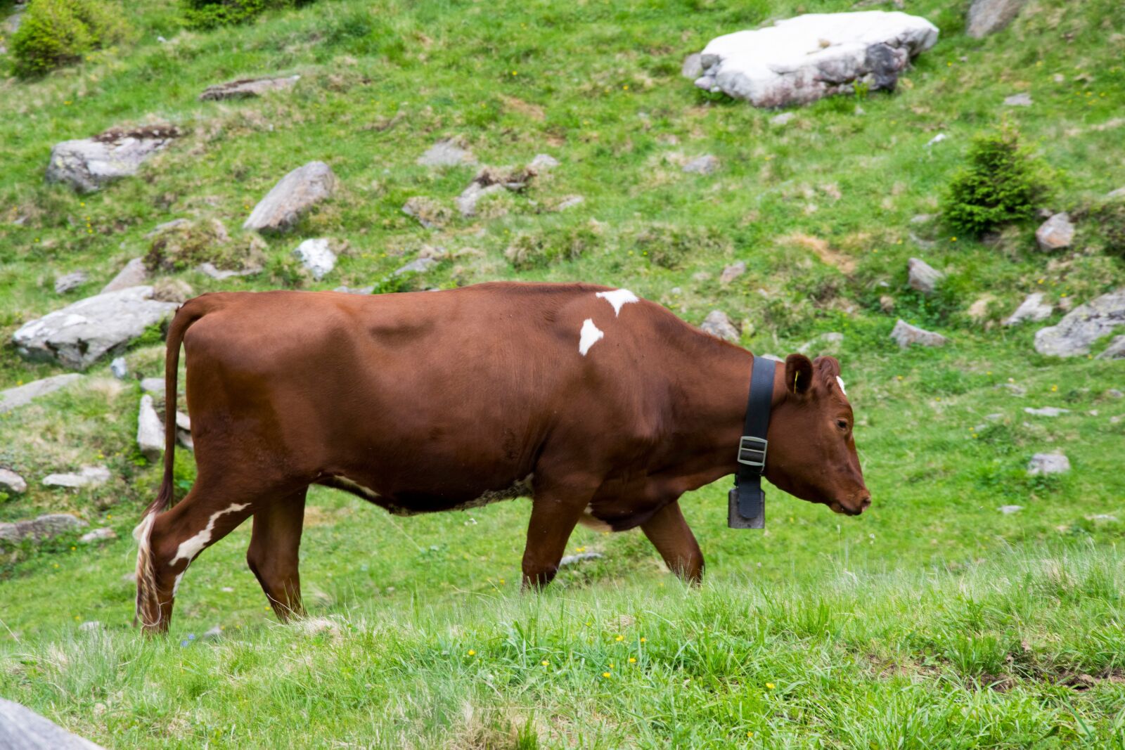 Nikon D5300 sample photo. Weidekuh, dairy cows, cow photography