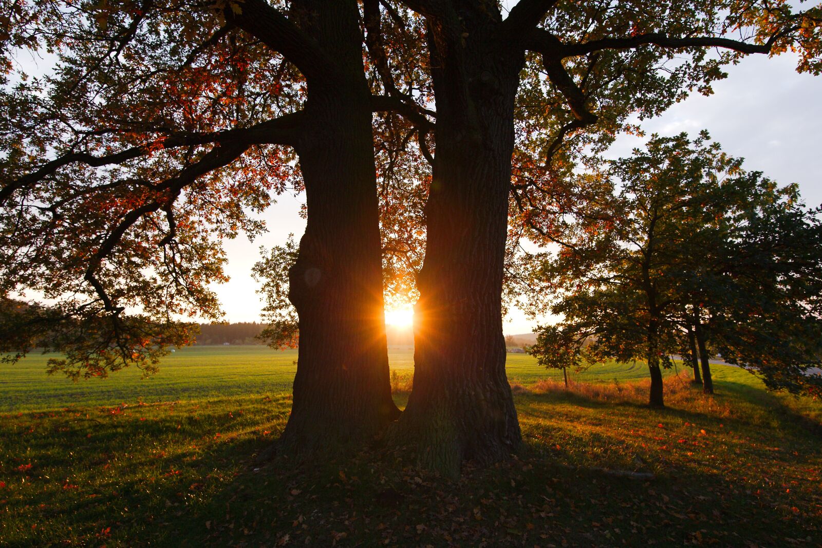 Canon EOS 6D sample photo. Tree, park, nature photography