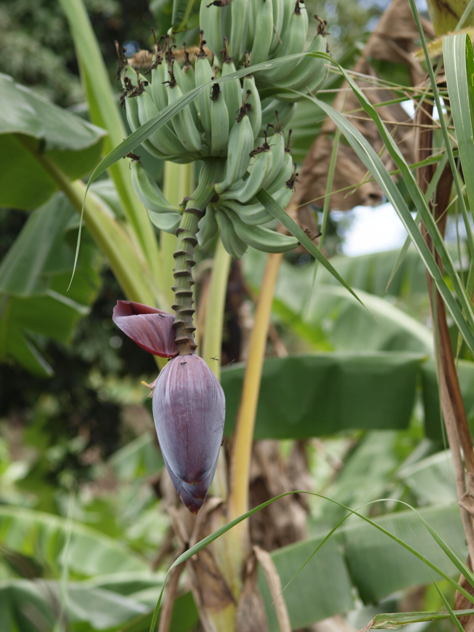 Olympus E-30 sample photo. Plant, flowers, nature photography