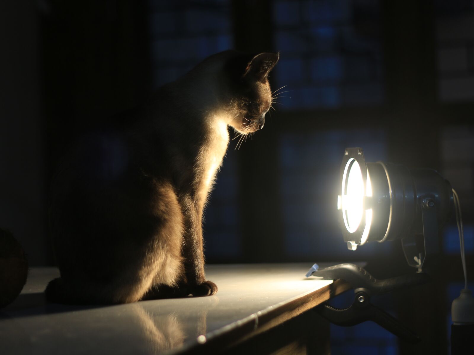 Canon EOS 70D + Canon EF 50mm F1.8 II sample photo. Cat, concentration, light photography