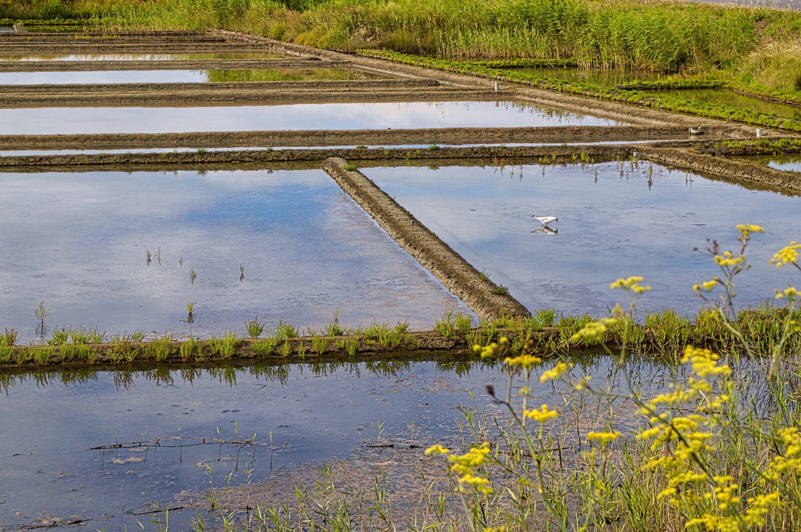 Nikon D3200 sample photo. Salt marshes, gu rande photography