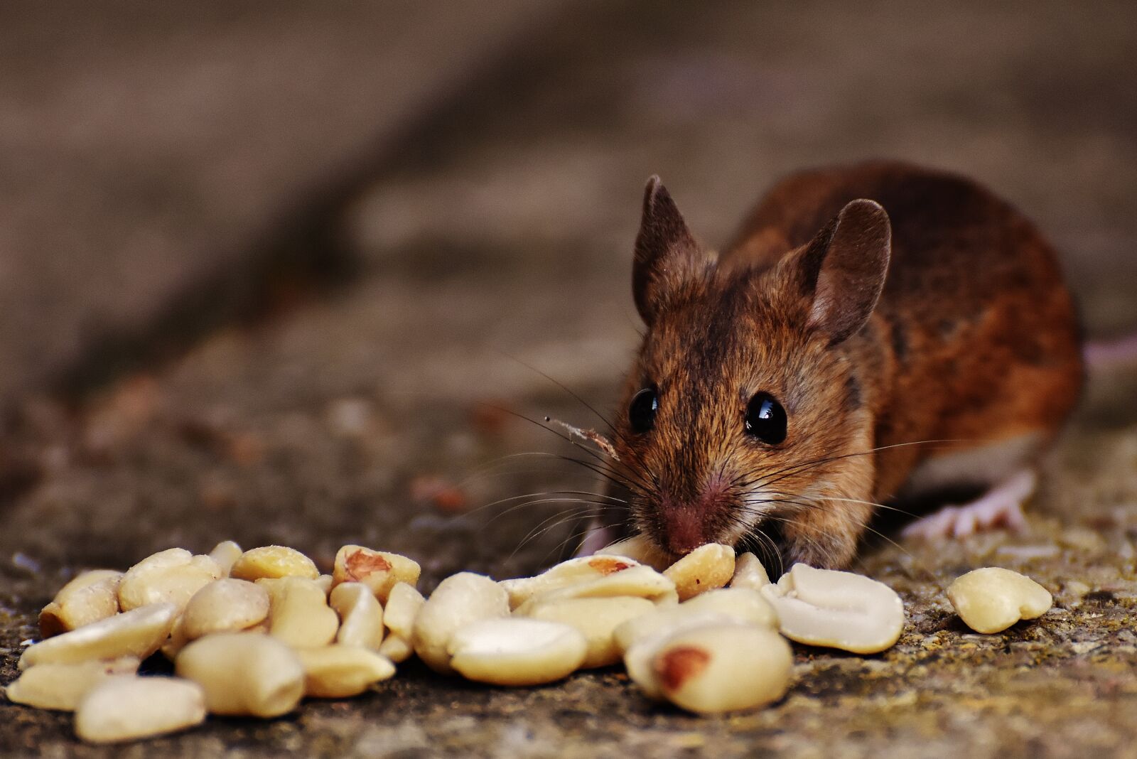 Nikon D7200 sample photo. Mouse, rodent, cute photography