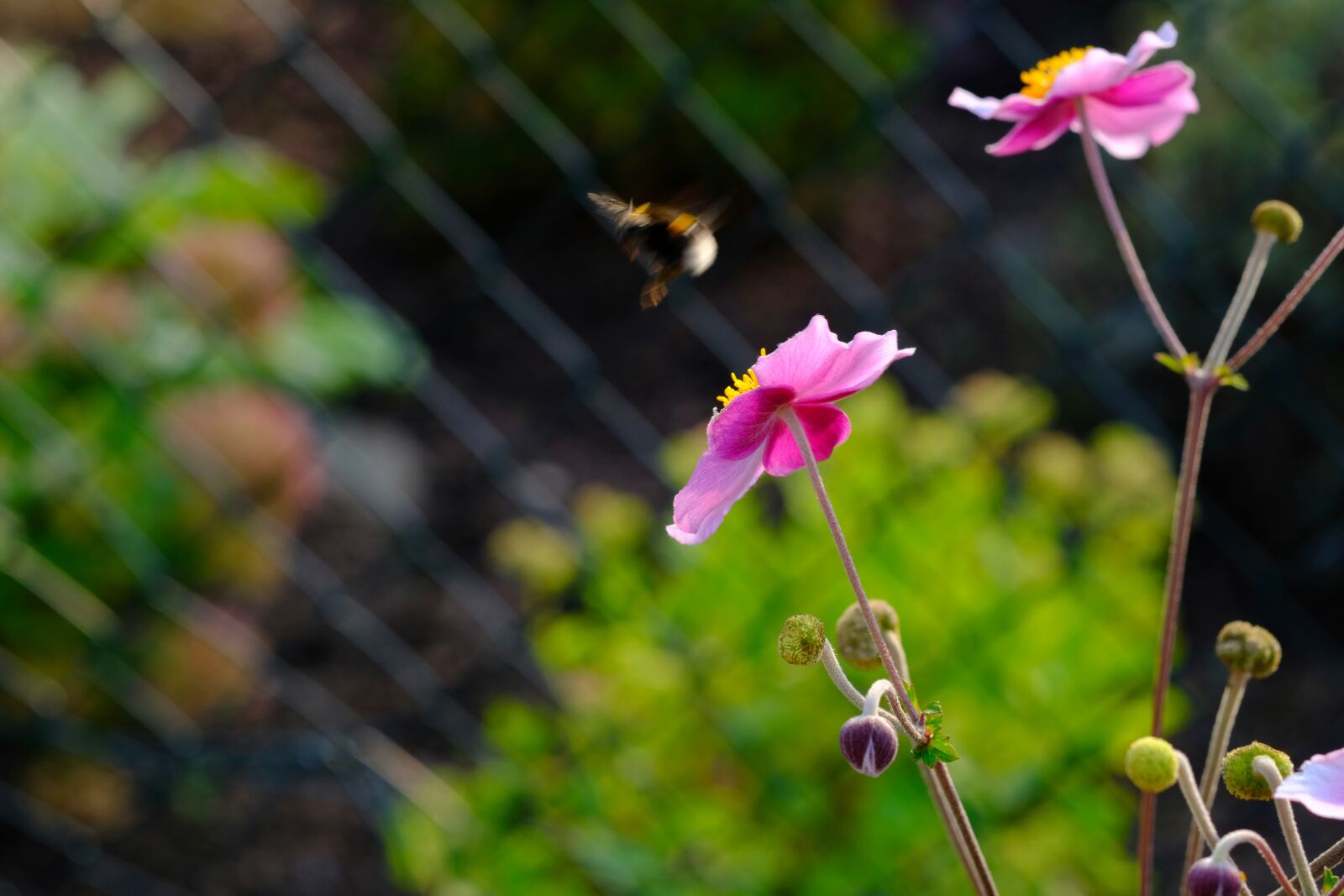 Fujifilm X-T20 sample photo. Anemone, blossom, bloom photography