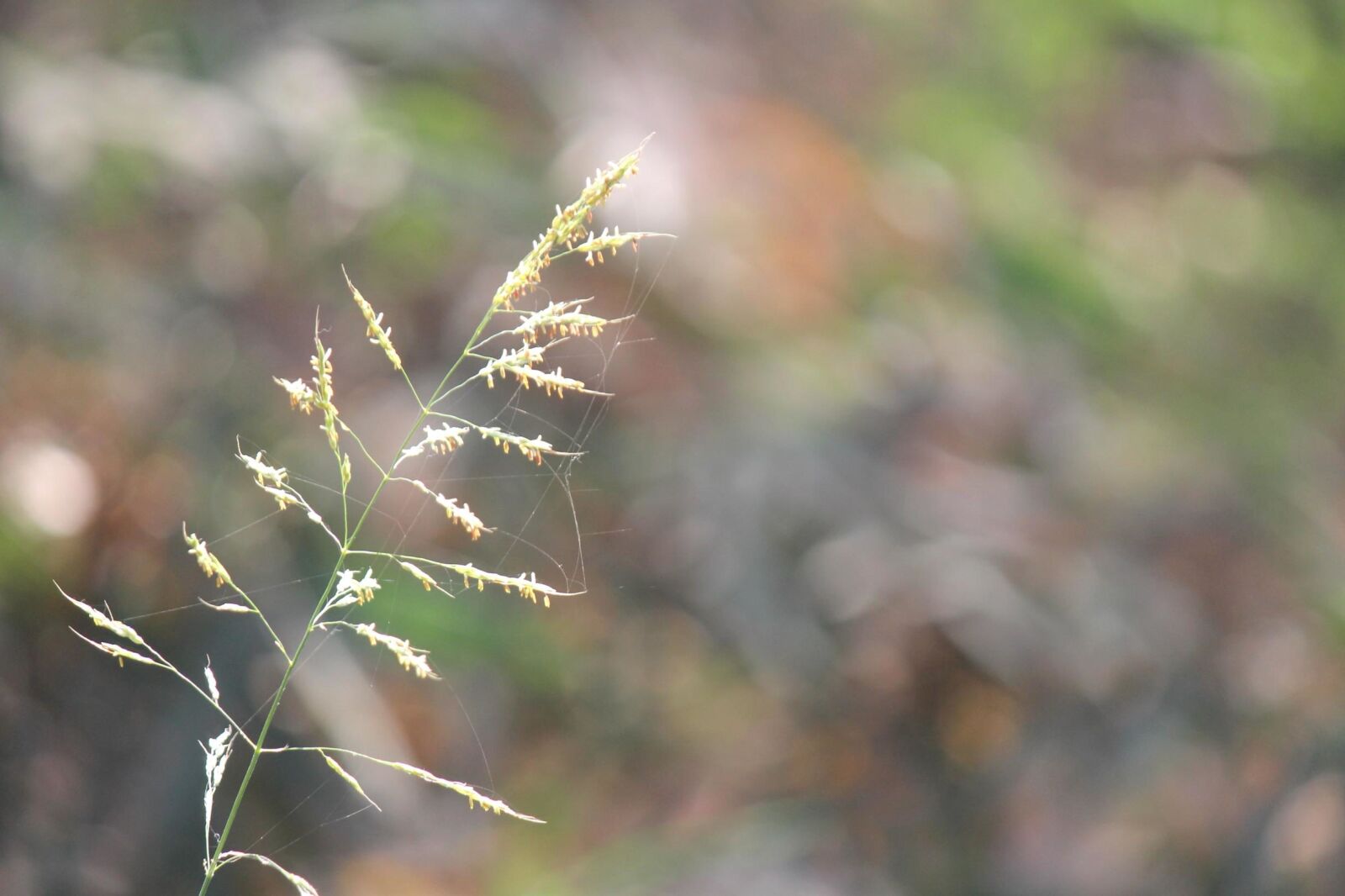 Canon EOS 600D (Rebel EOS T3i / EOS Kiss X5) sample photo. Bush, branch, summer, wildflower photography