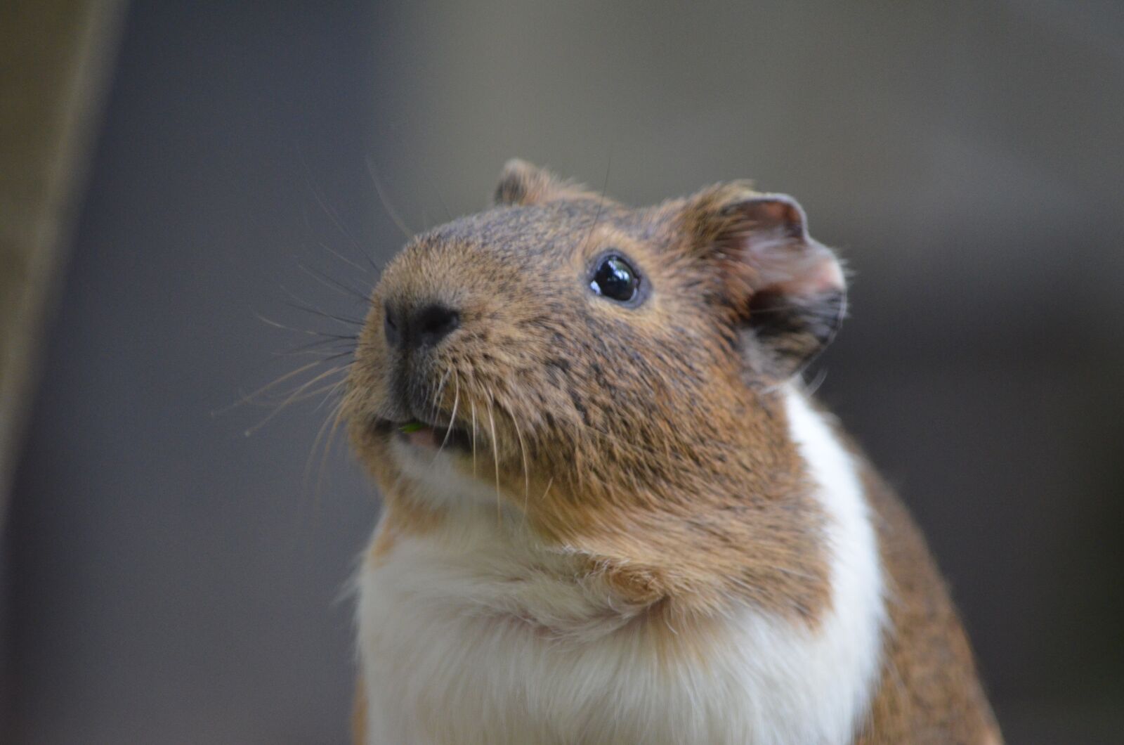 Nikon D5100 sample photo. Animal, guinea pig, hamster photography