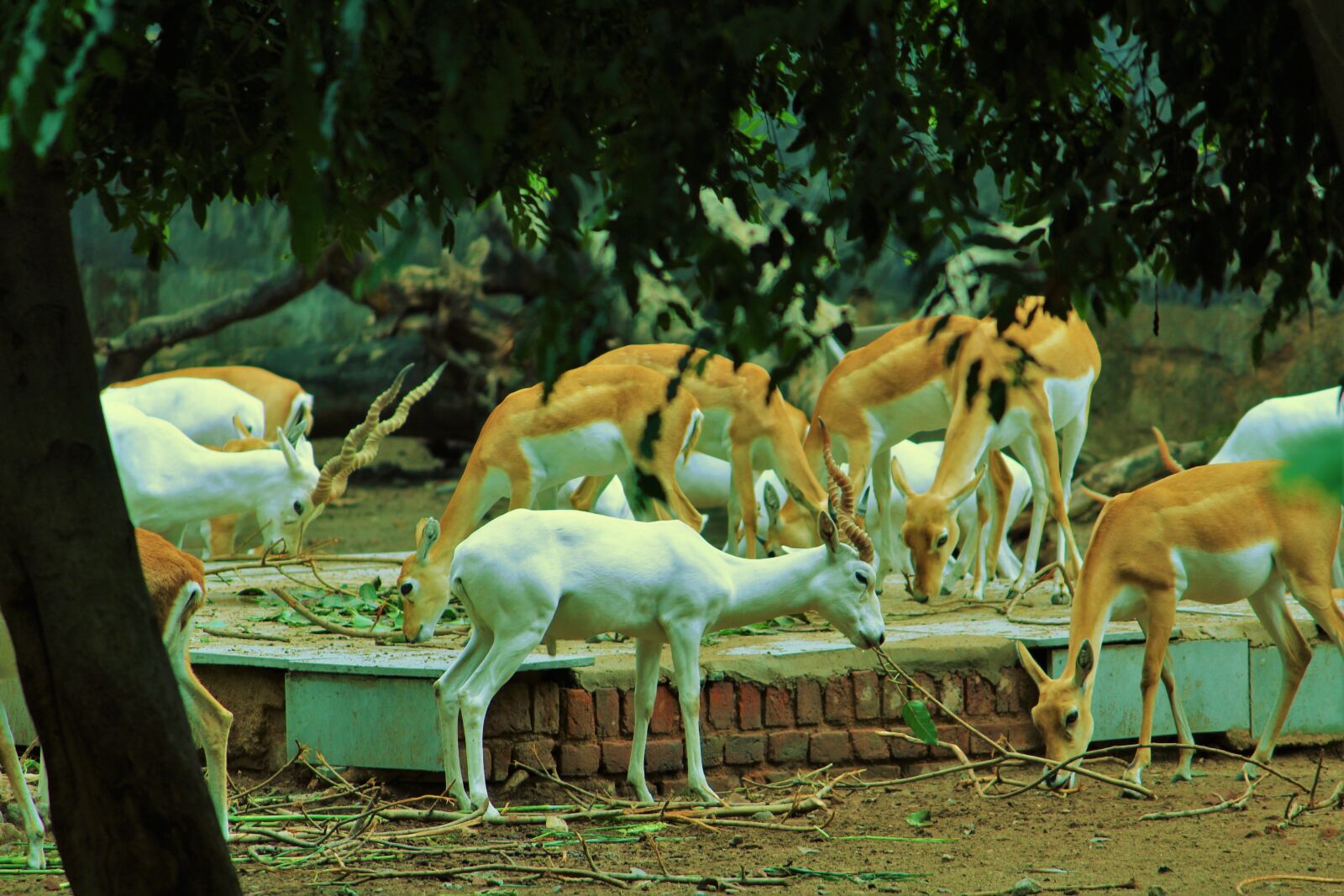 Canon EOS 1200D (EOS Rebel T5 / EOS Kiss X70 / EOS Hi) sample photo. White deer, deer, cervidae photography