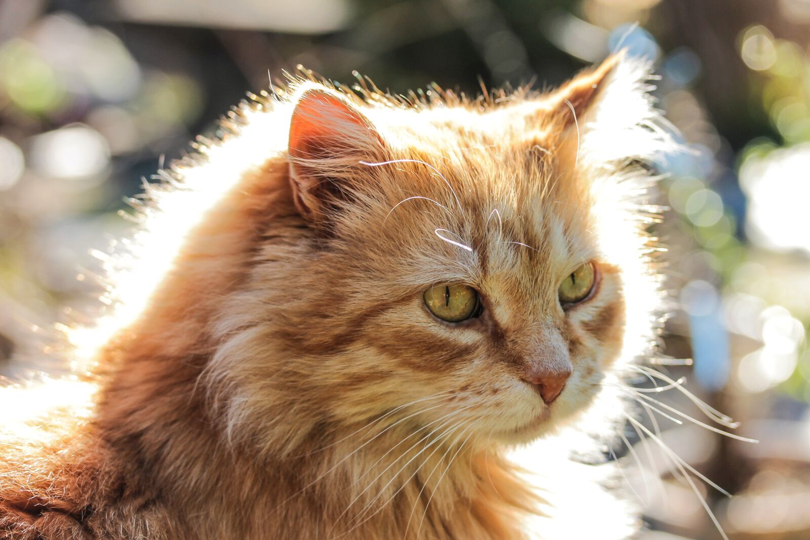 Canon EF-S 60mm F2.8 Macro USM sample photo. Cat, animal, backlight photography