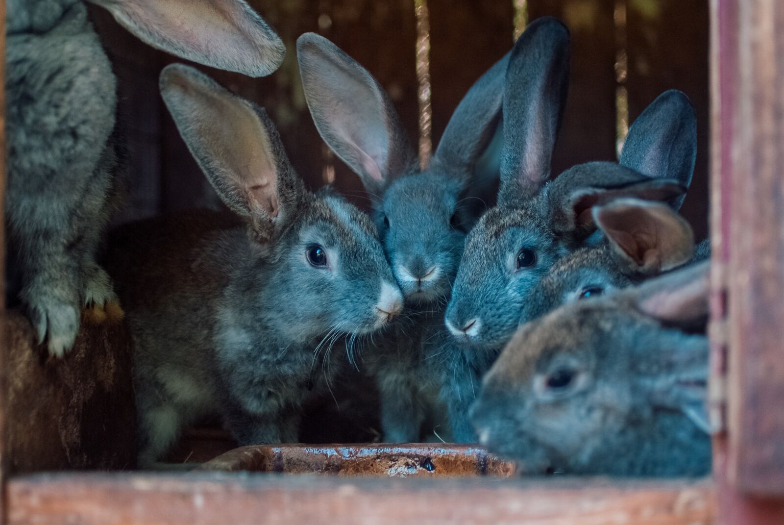 Fujifilm FinePix S5 Pro sample photo. Rabbits, the little rabbits photography
