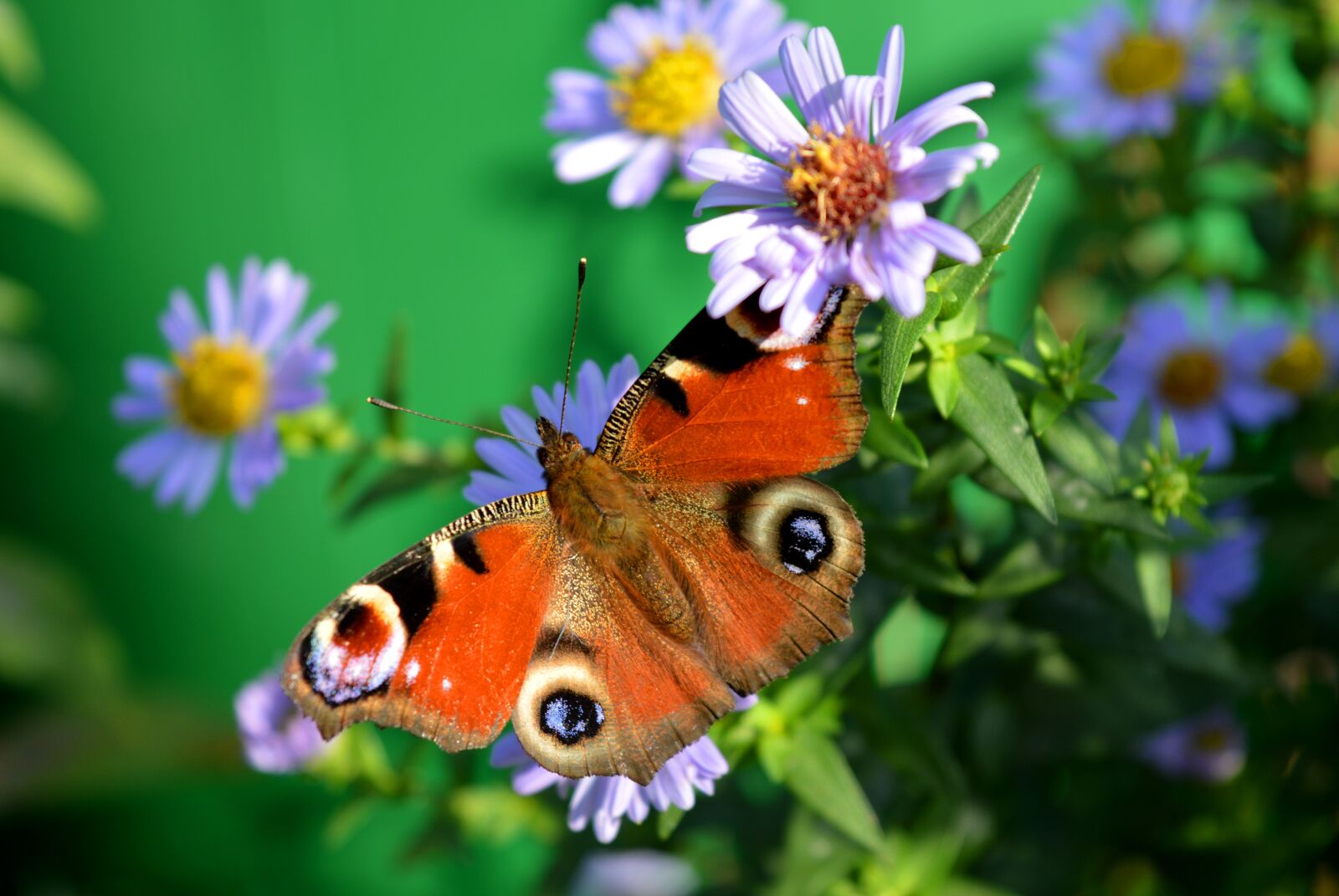 Nikon D3200 sample photo. Butterfly, peacock butterfly, nature photography