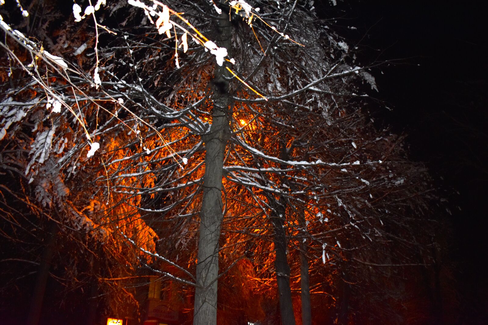 Nikon D3400 sample photo. Night, trees, landscape photography