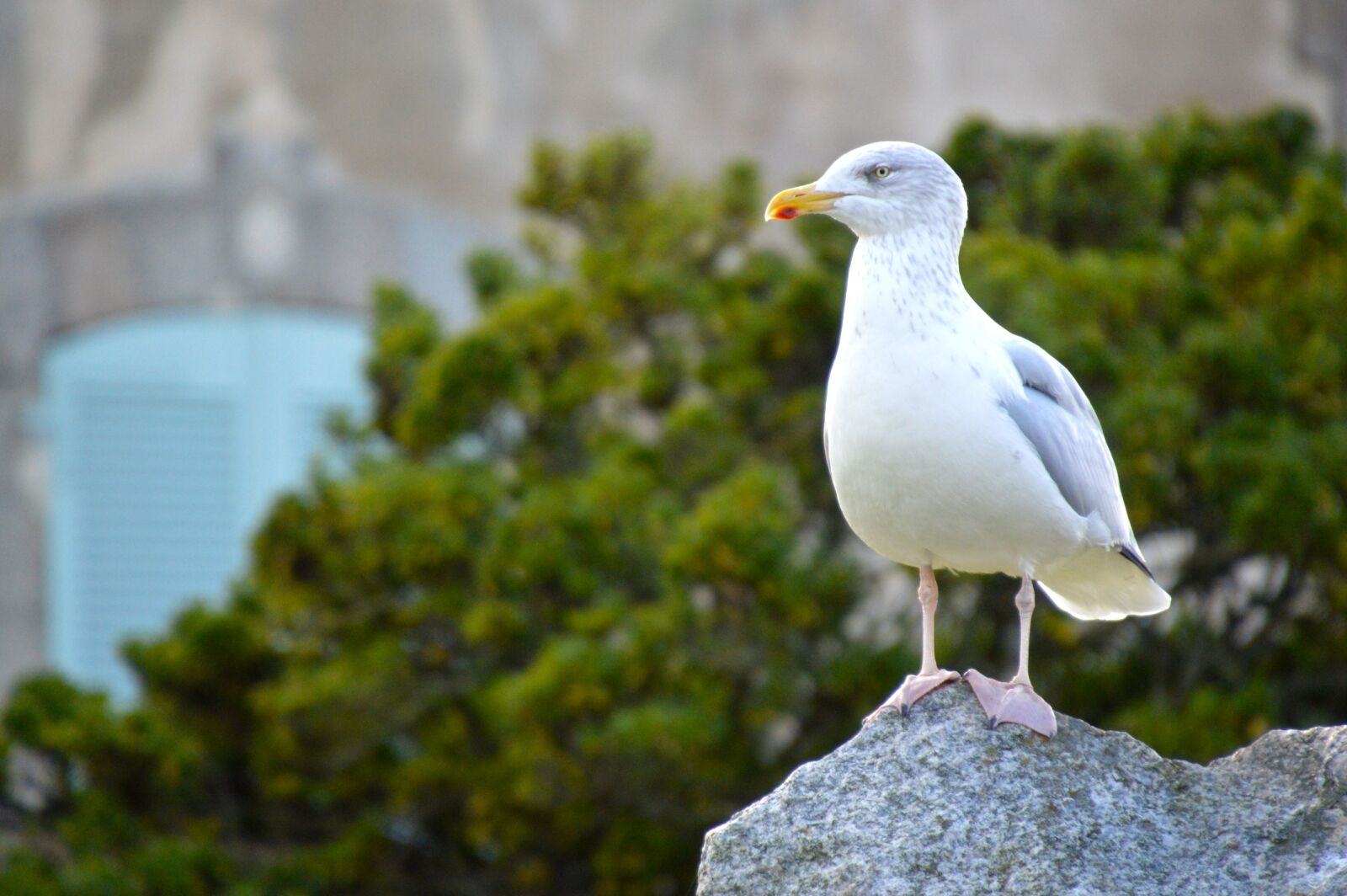 Nikon D3200 sample photo. Bird, sea, seagull photography
