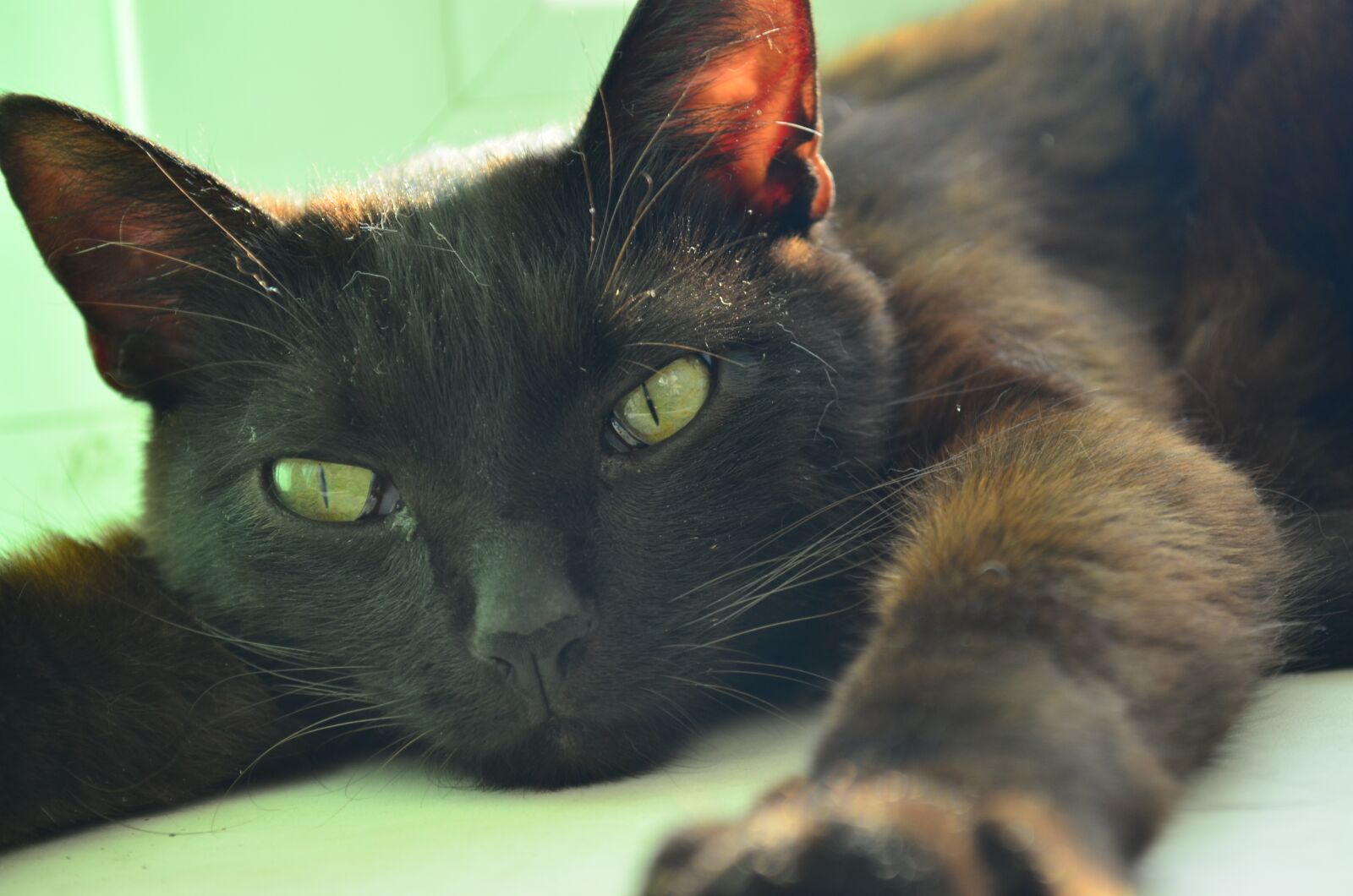 Nikon D5100 sample photo. Cat, pet, animal photography