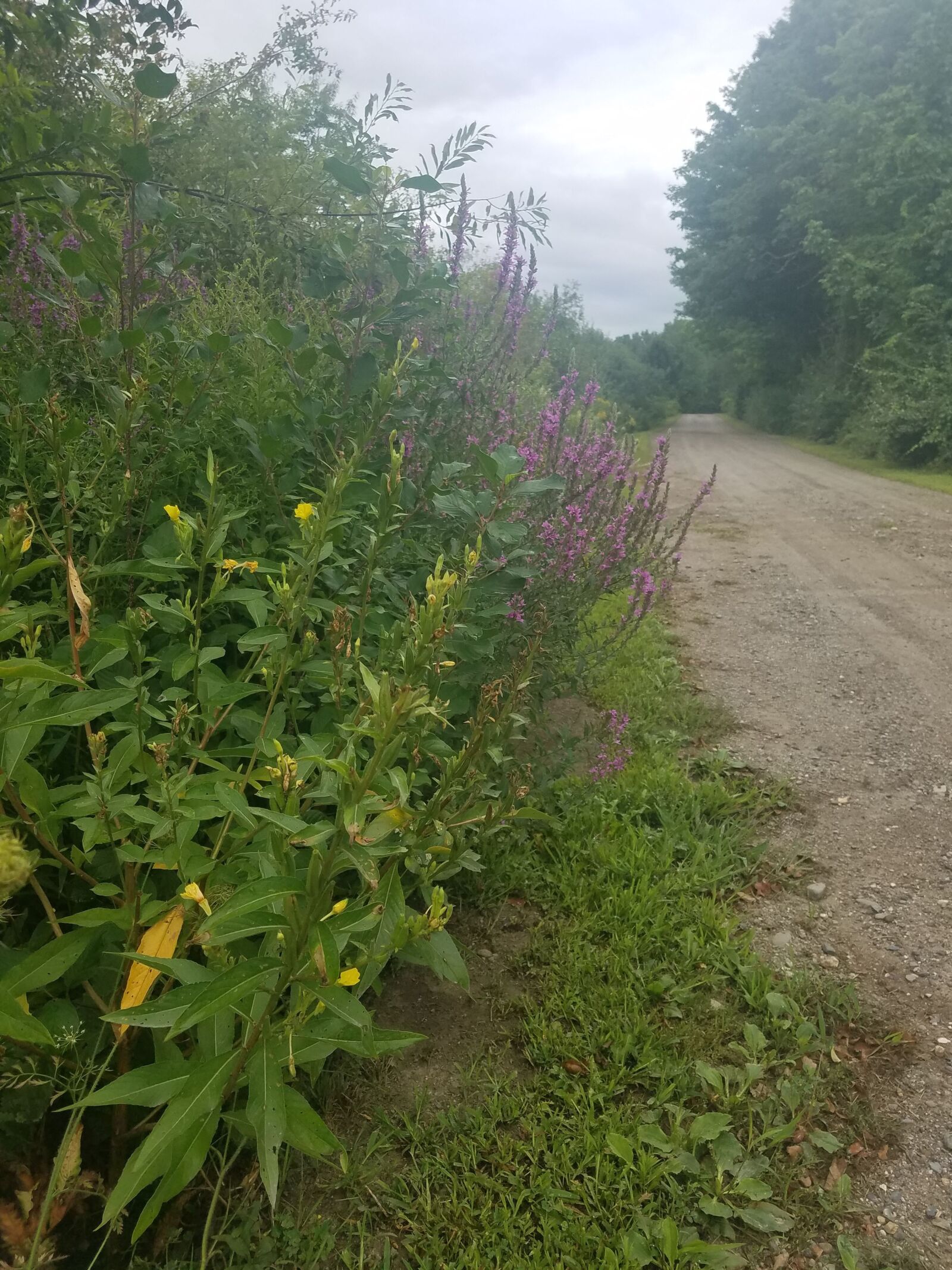 Samsung Galaxy S7 Edge sample photo. Dirt road, country, rural photography