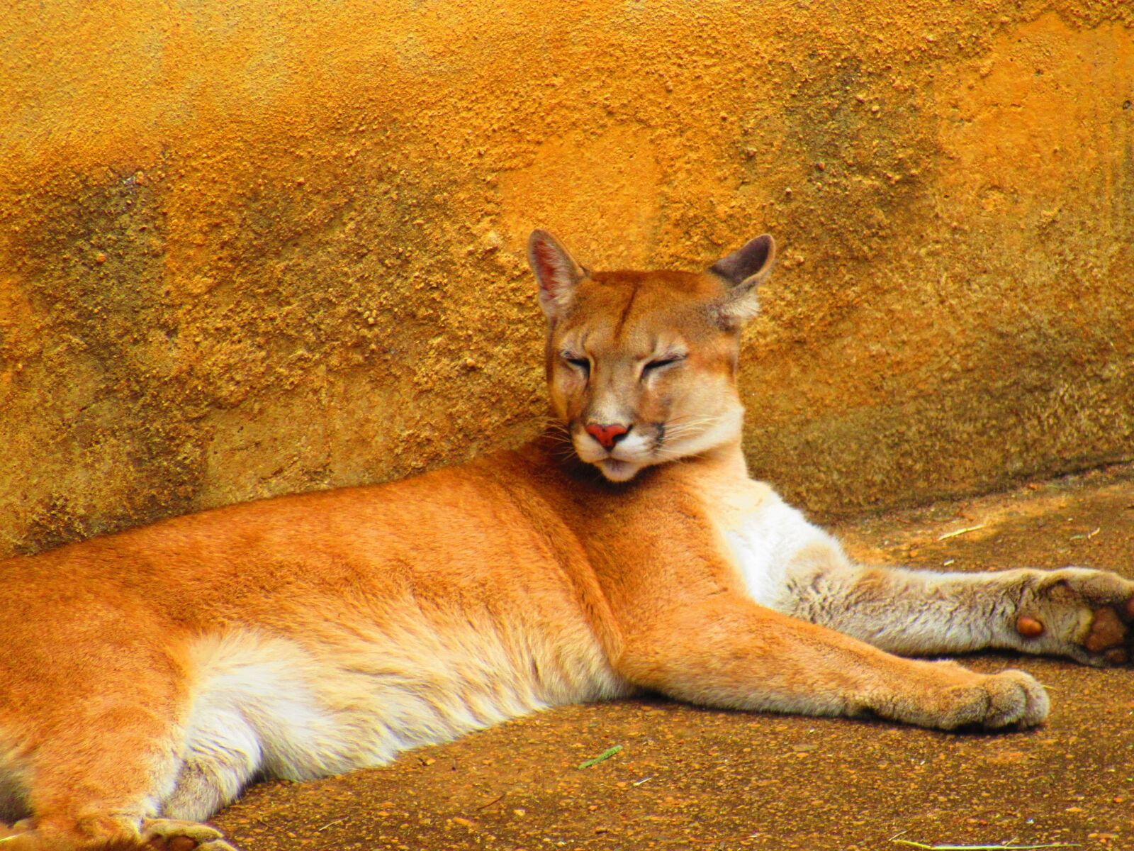 Canon PowerShot SX520 HS sample photo. Ounce, puma, animal photography