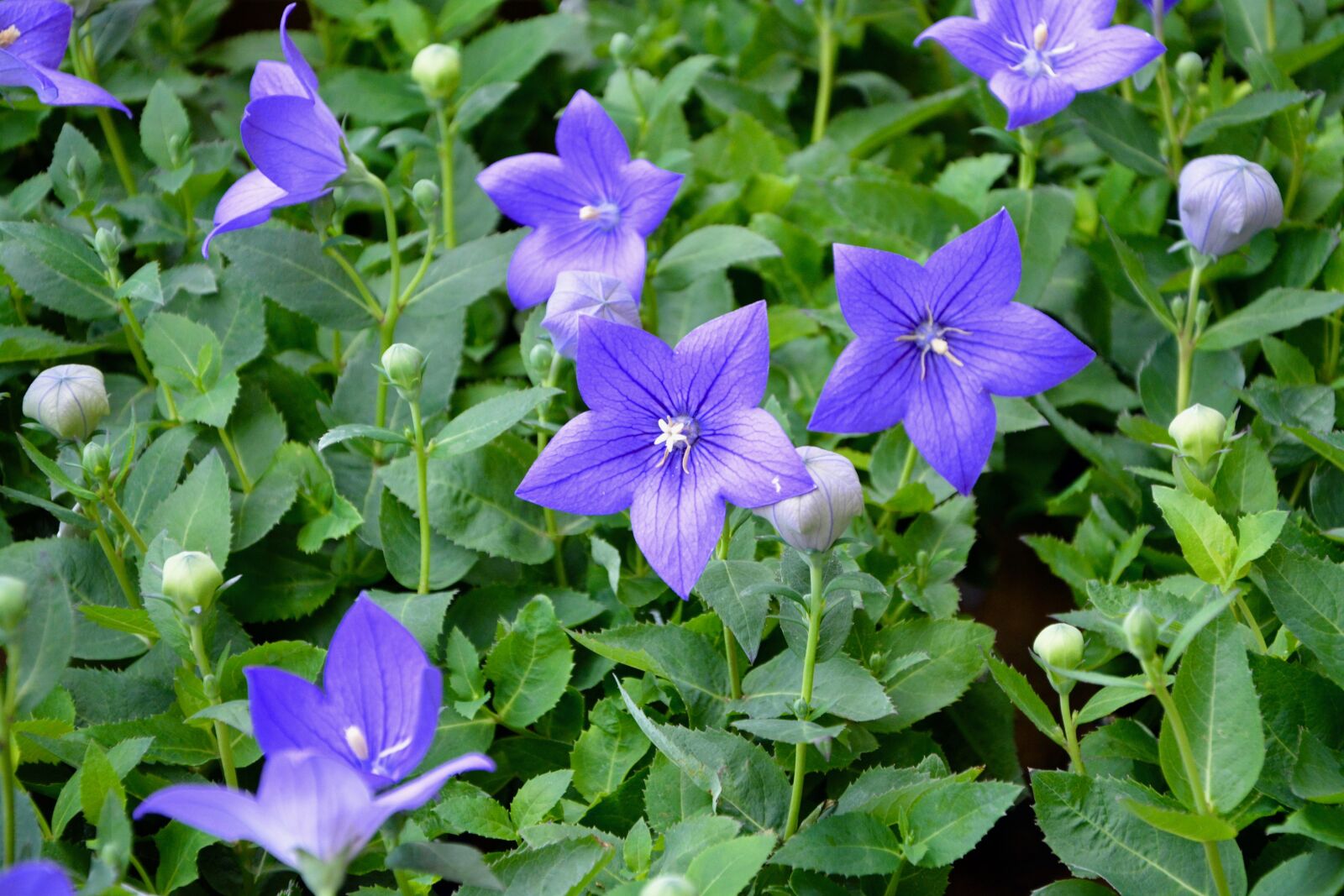 Nikon D5200 sample photo. Flowers, flowered, green leaves photography