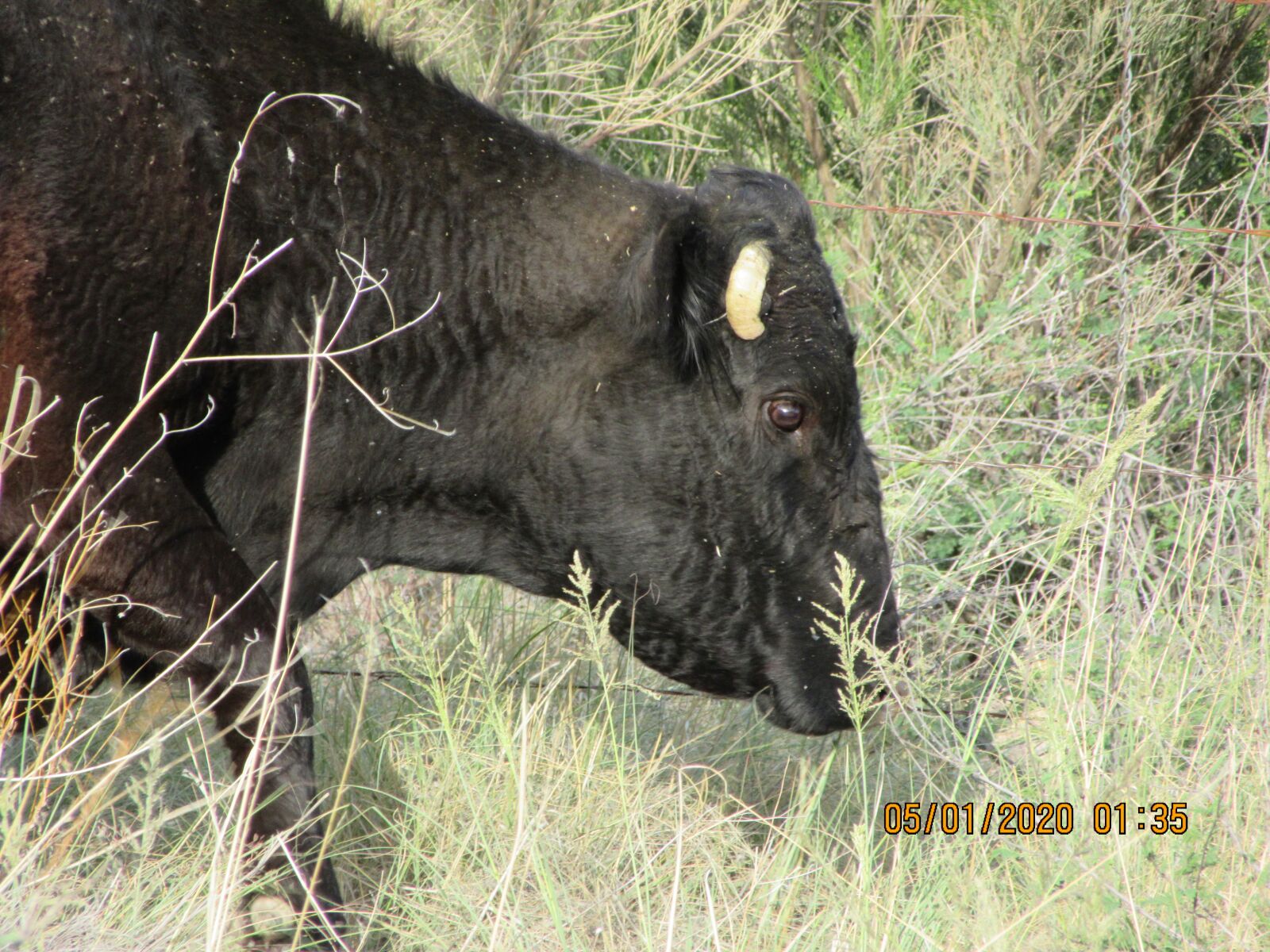 Canon PowerShot SX610 HS sample photo. Bent, cow, eating photography