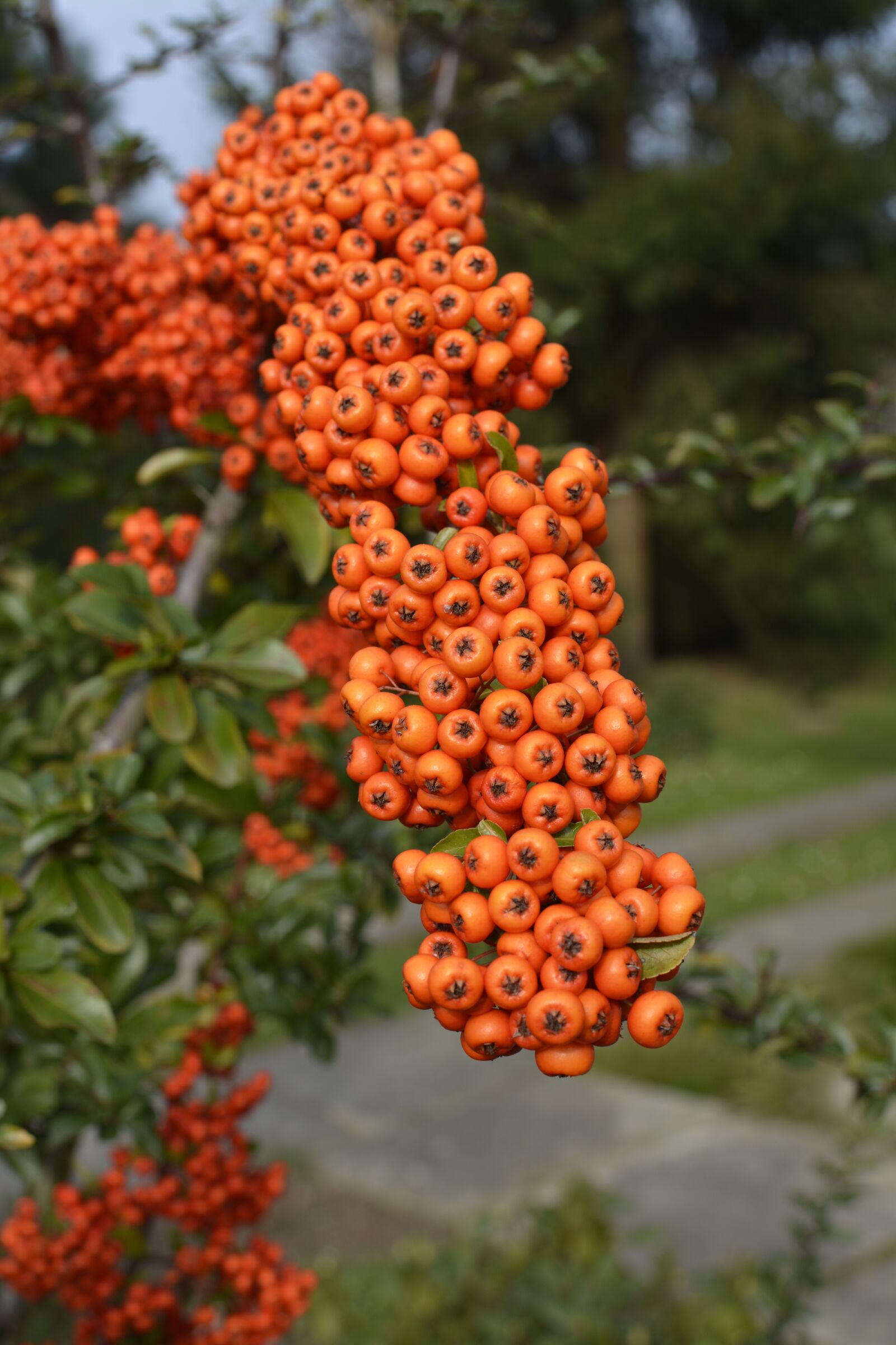 Nikon D7100 sample photo. Berries, fruit, orange photography