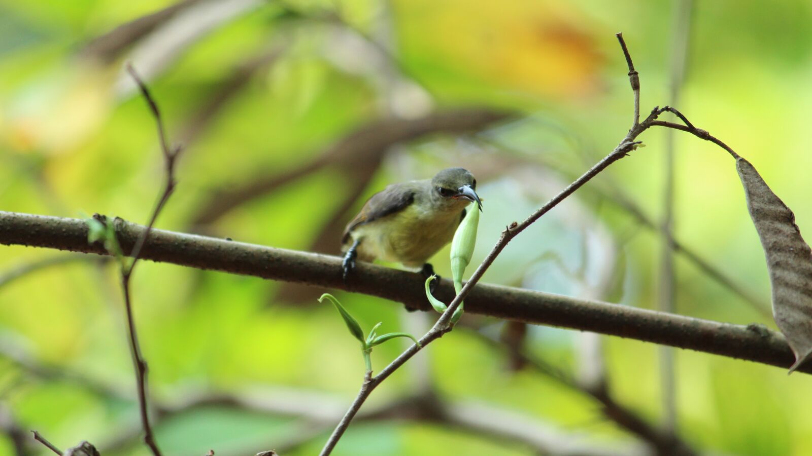 Canon EOS 1300D (EOS Rebel T6 / EOS Kiss X80) sample photo. Wildlife, bird, nature photography