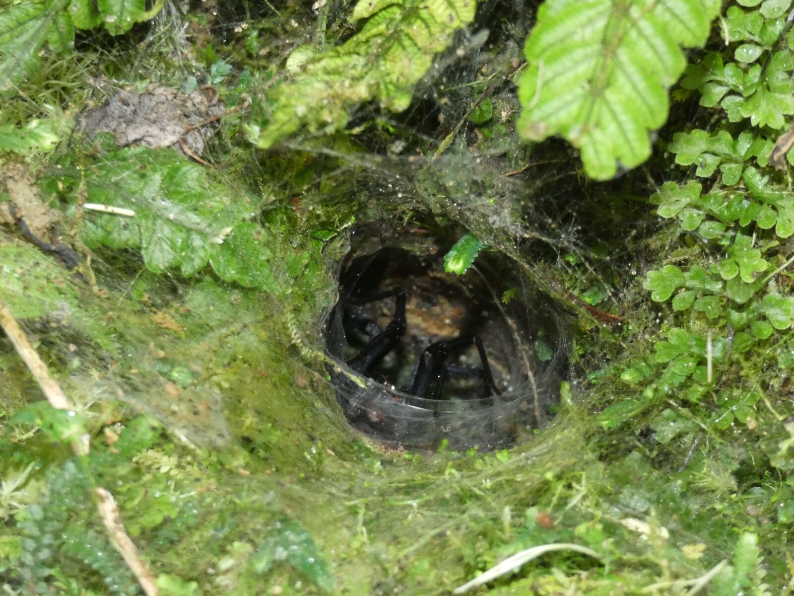 Panasonic Lumix DC-FZ80 (Lumix DC-FZ82) sample photo. Araña, selva, spider photography