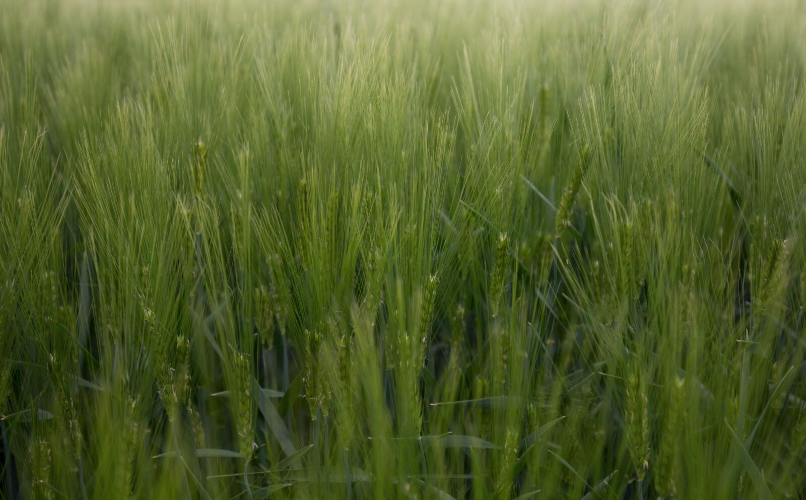 Canon EOS 600D (Rebel EOS T3i / EOS Kiss X5) + Canon EF 16-35mm F4L IS USM sample photo. Cornfield, field, green photography