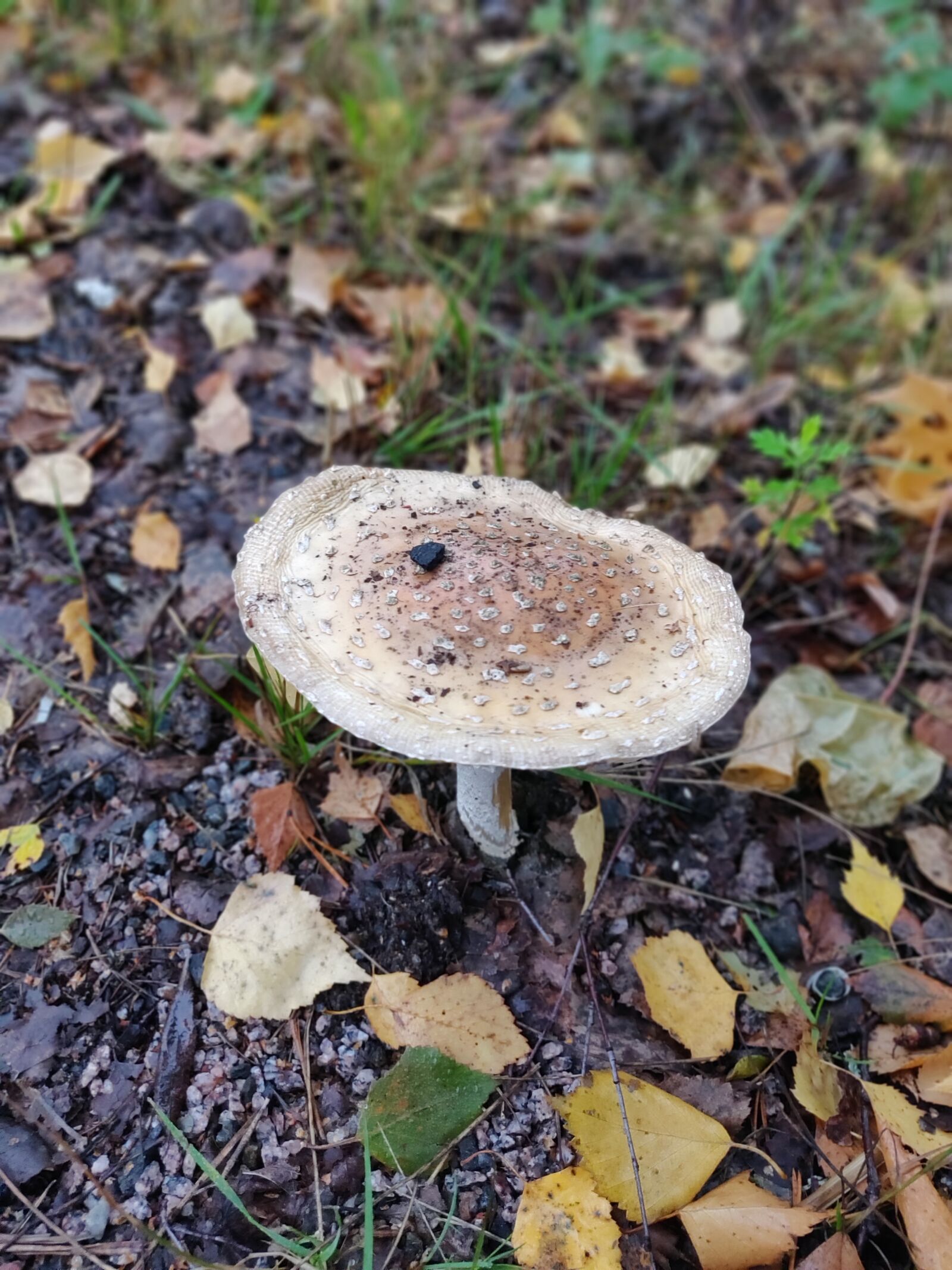 OnePlus 6 sample photo. Mushroom, natur, forest photography