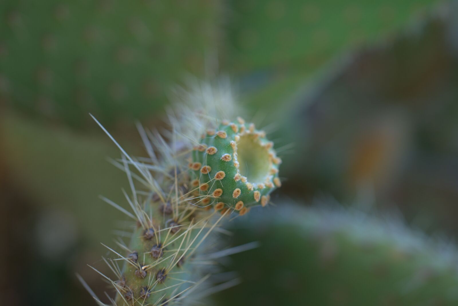 Sony a7 II sample photo. Cactus, dry, plant photography