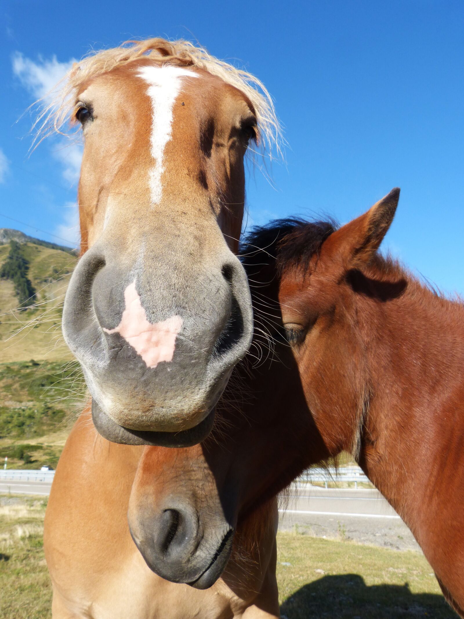 Panasonic DMC-FZ62 sample photo. Horses, couple, val d'aran photography