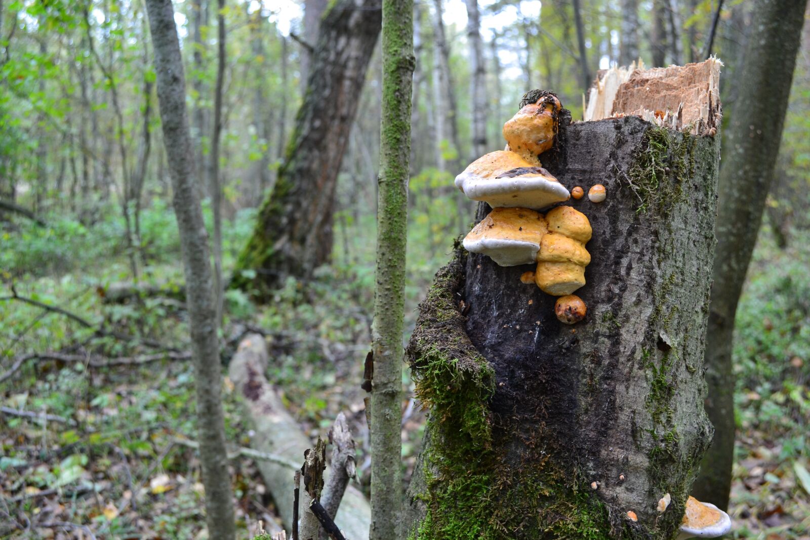 Nikon D3100 sample photo. Forest, mushroom, autumn photography