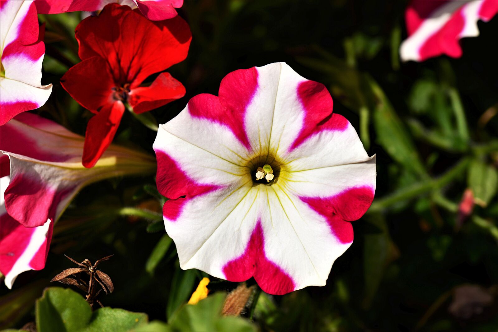 Nikon D610 sample photo. Blossom, bloom, surfinien photography