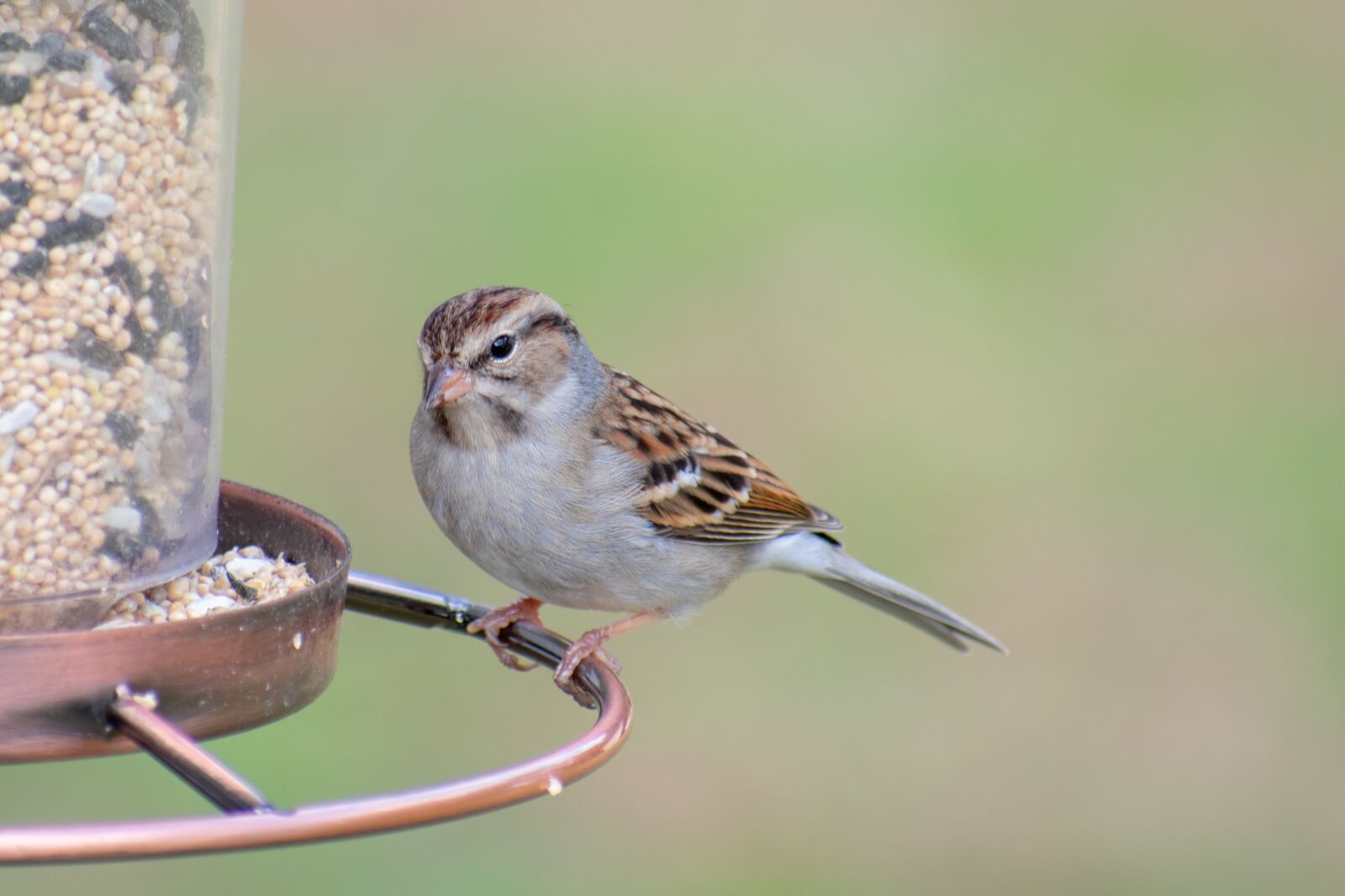 Nikon D3400 sample photo. Bird, nature, wildlife photography