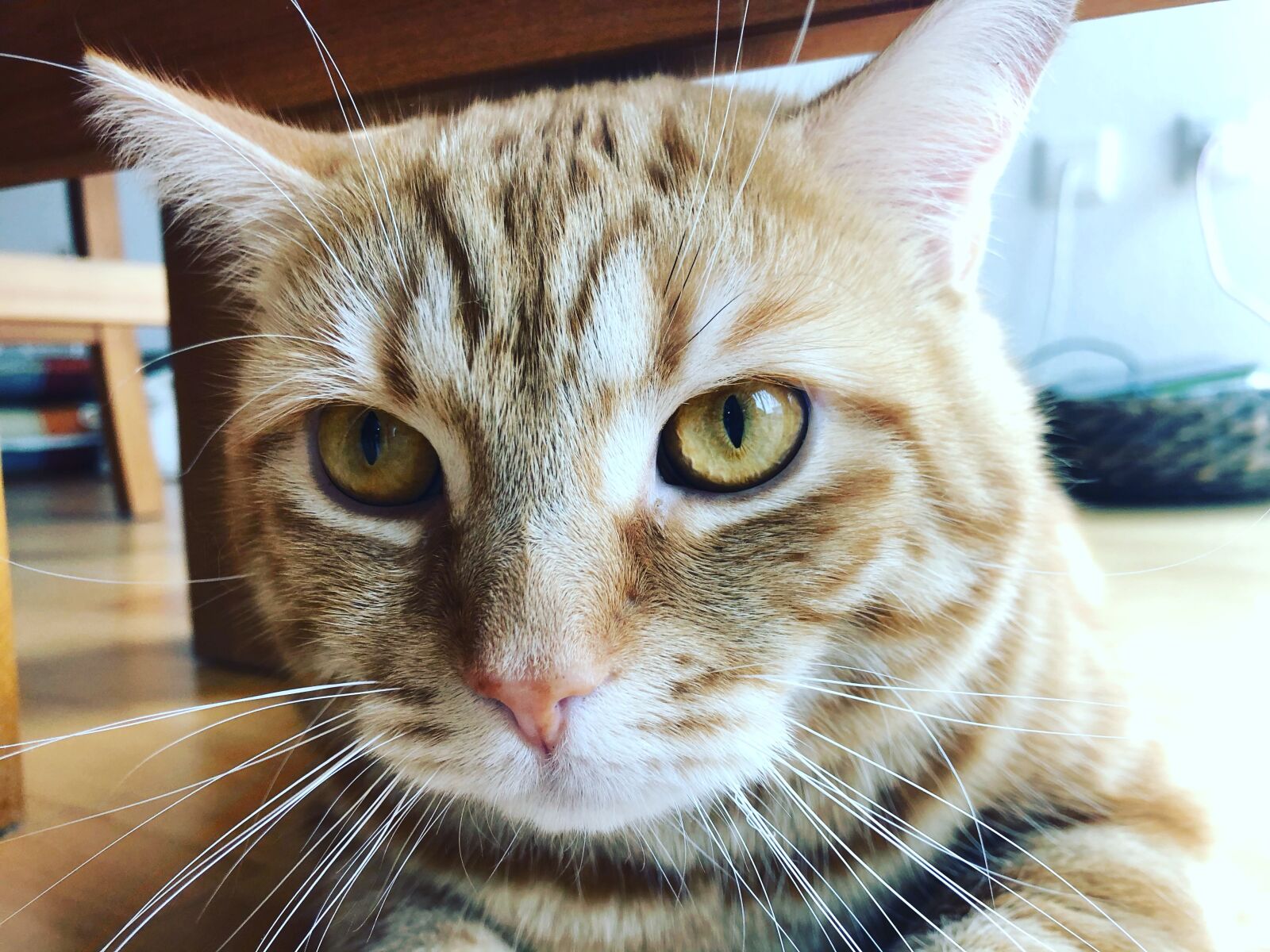 iPhone 8 back camera 3.99mm f/1.8 sample photo. Katze, kätzchen, gustaf photography
