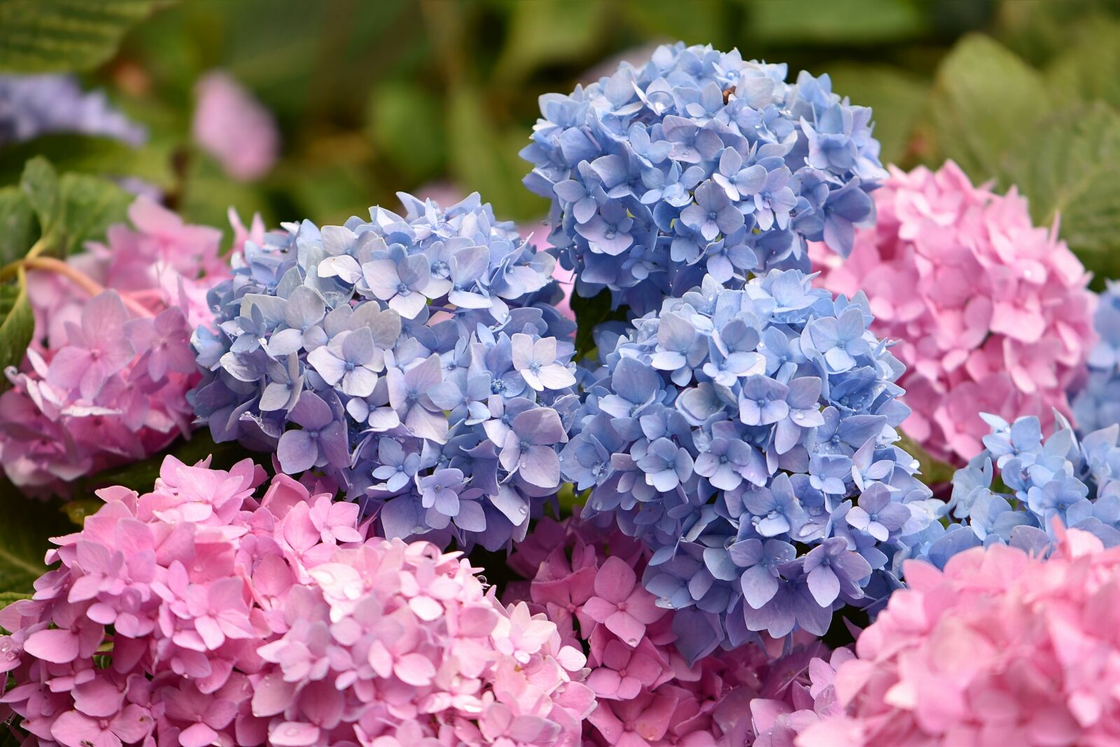 Nikon D5600 sample photo. Flowers, blue, pink photography