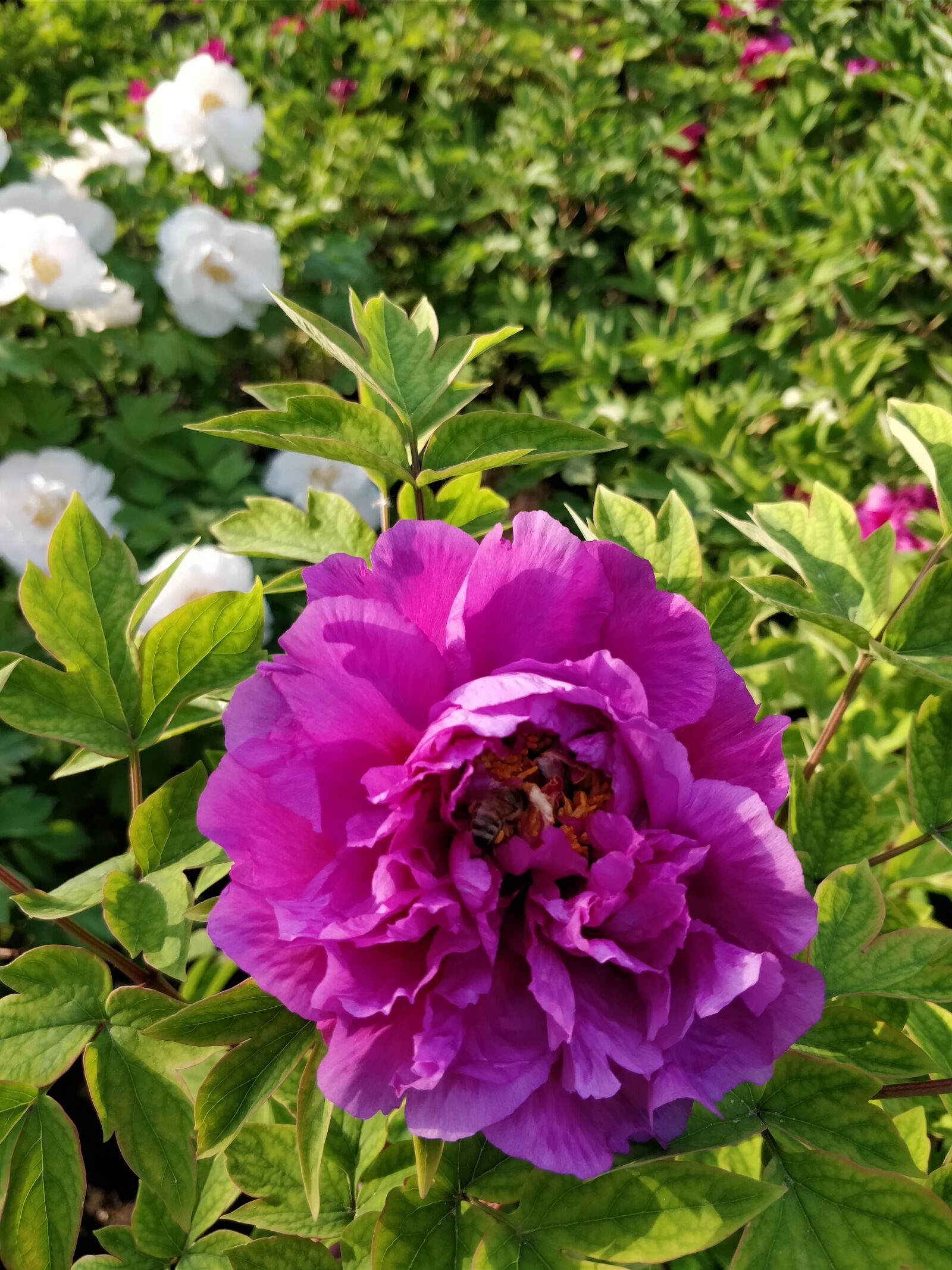OnePlus 5T sample photo. Flower, garden, plant photography