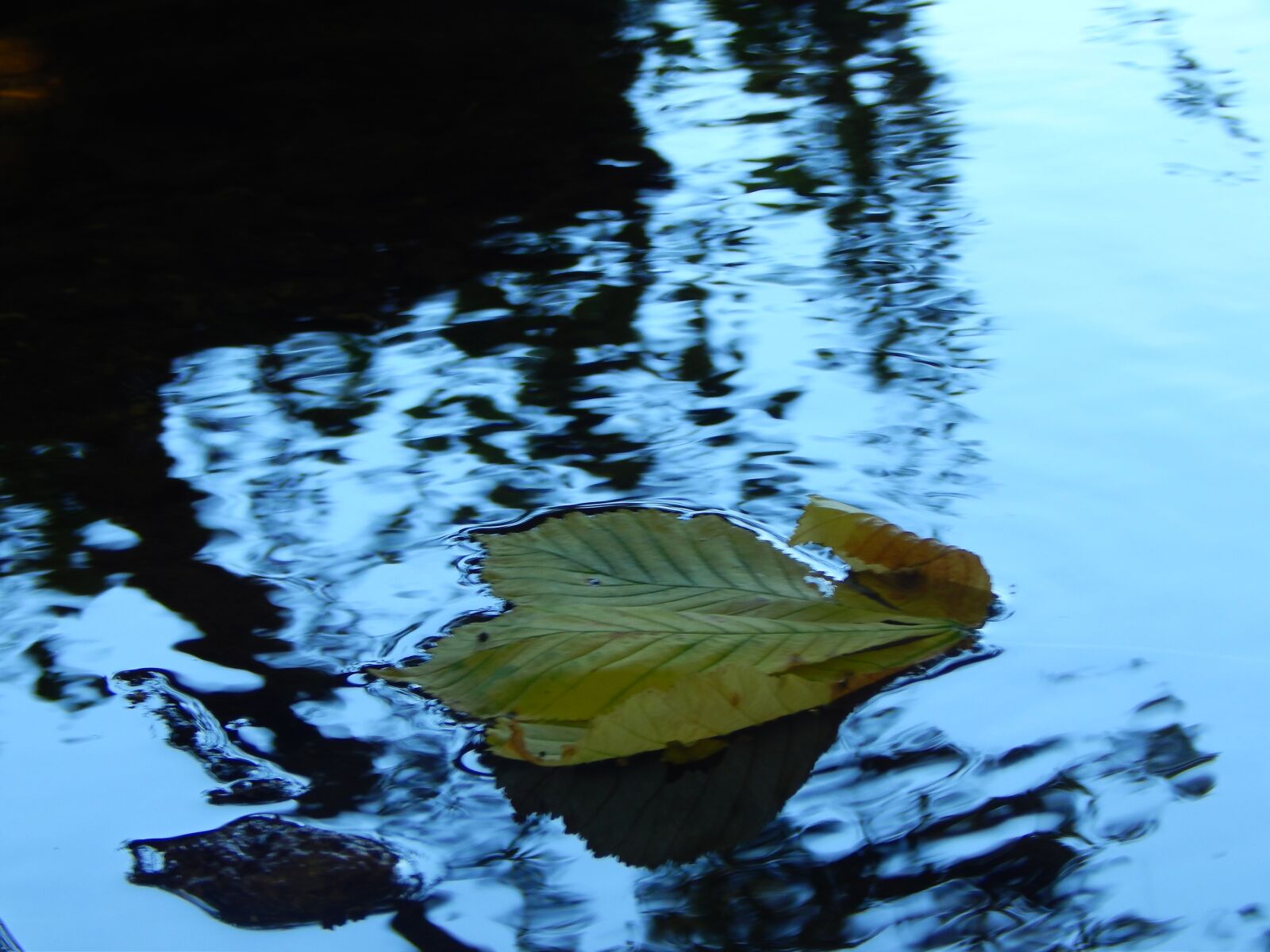 Nikon Coolpix L820 sample photo. Leaf, water, ripples photography