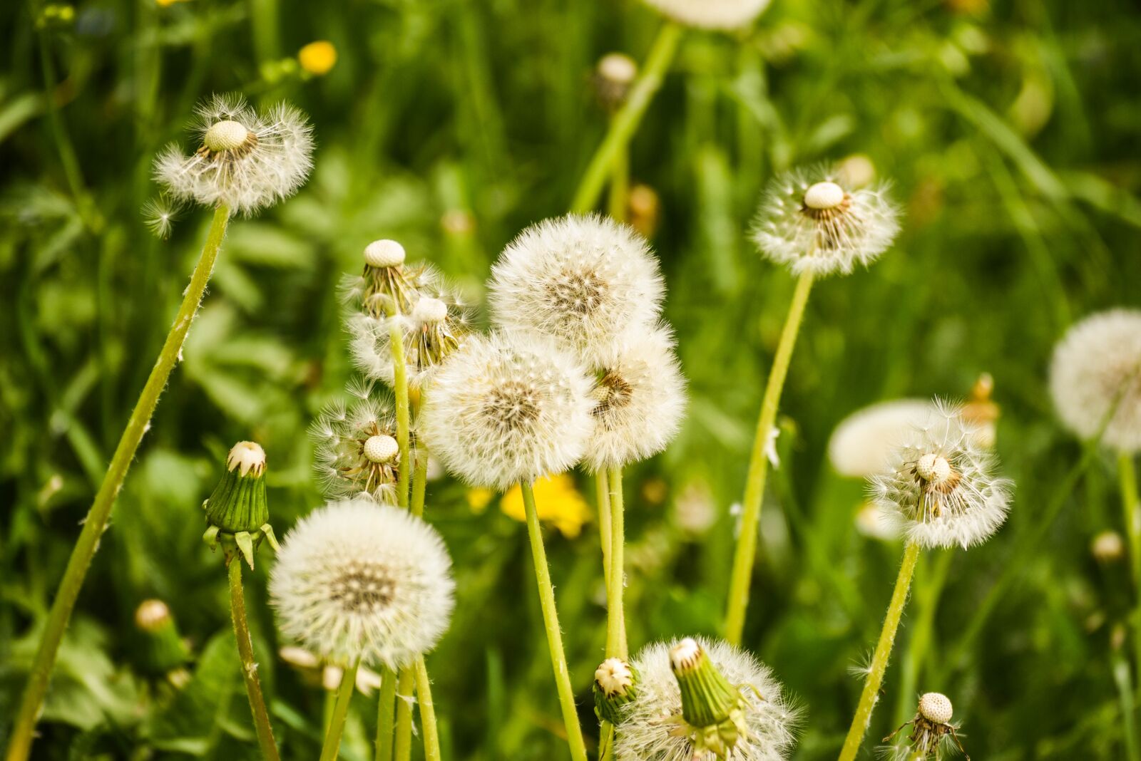 Nikon D750 sample photo. Flower, spring, nature photography
