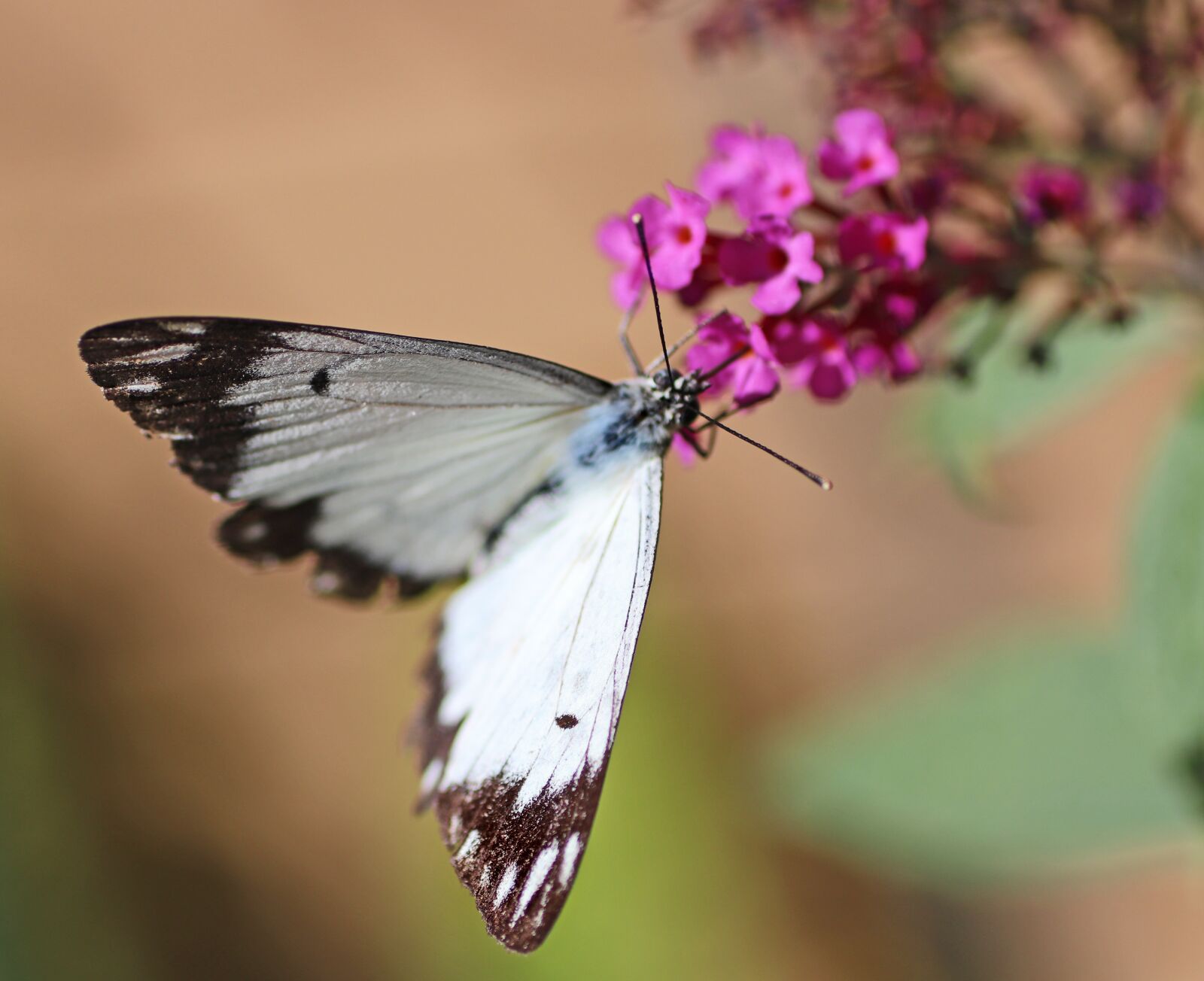 Tamron SP 90mm F2.8 Di VC USD 1:1 Macro sample photo. Butterfly, white, insect photography