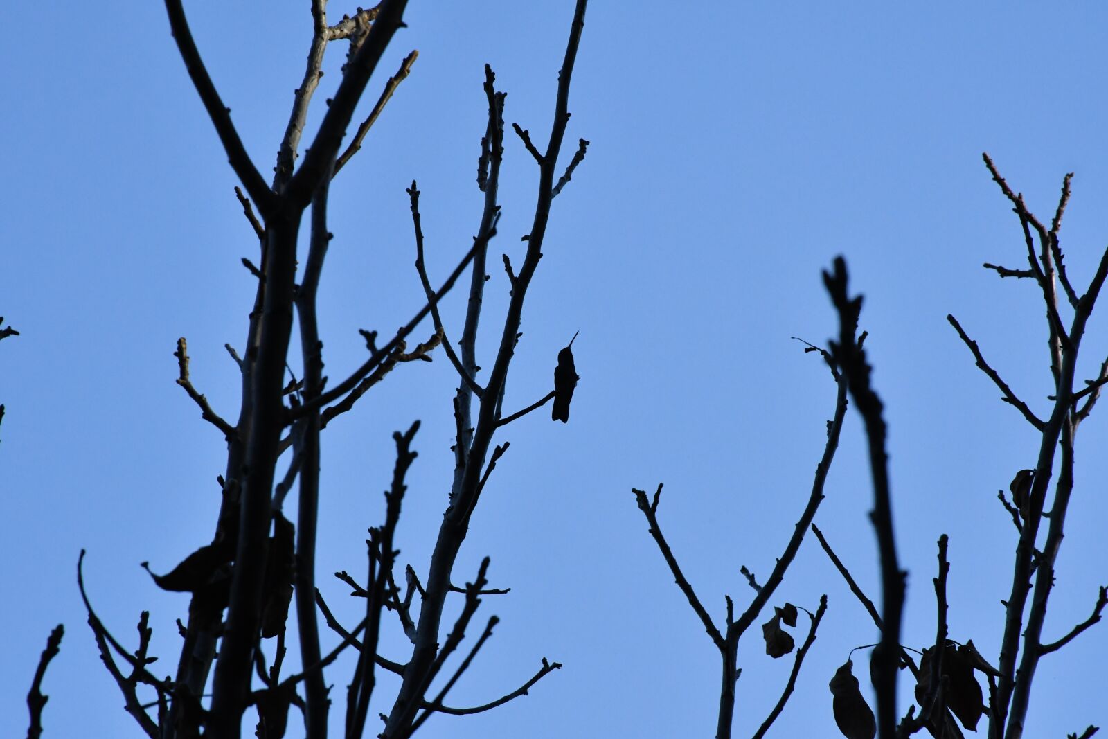 Nikon D7500 sample photo. Bird, sky, birds photography