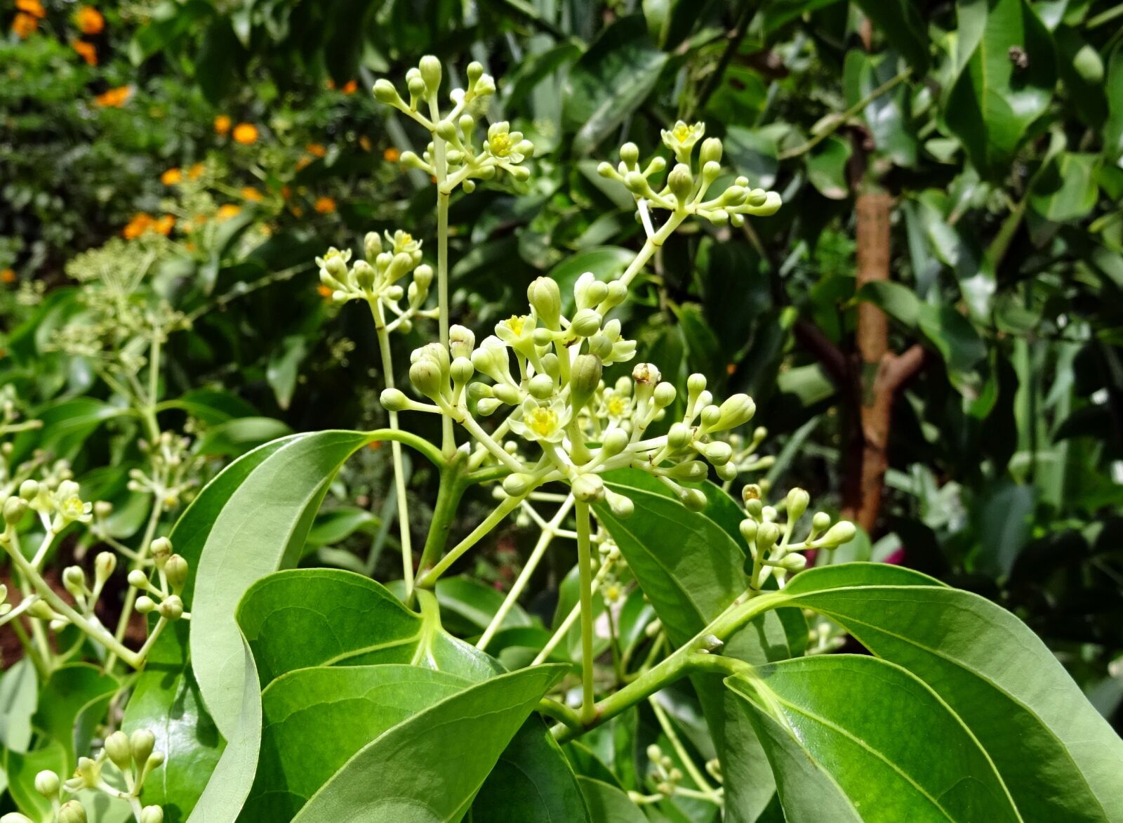 Sony DSC-HX60V sample photo. Indian bay leaf, cinnamon photography