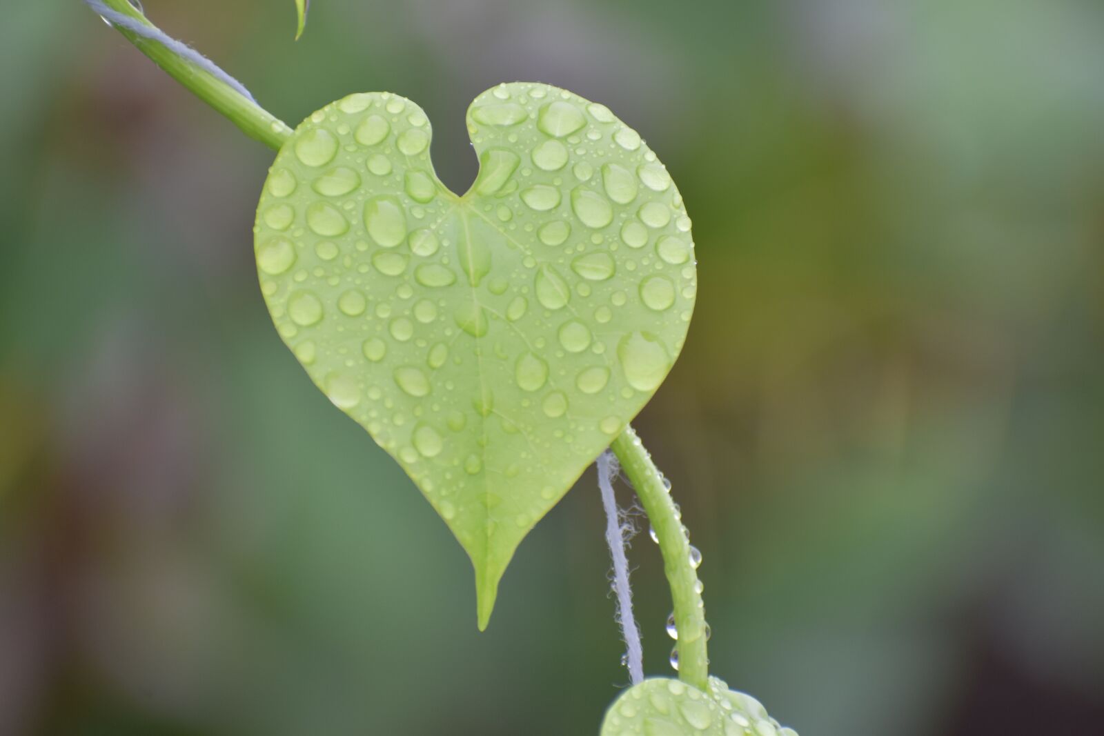 Nikon D5600 sample photo. Leaf, droplets, wet leaf photography