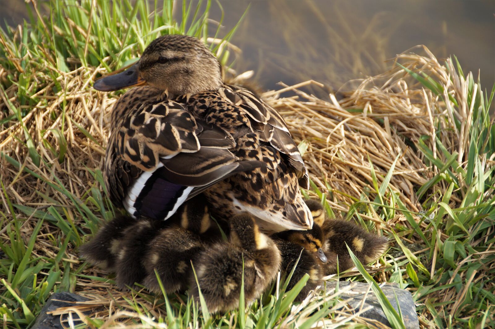 Sony SLT-A58 sample photo. Duck, wild, mother photography