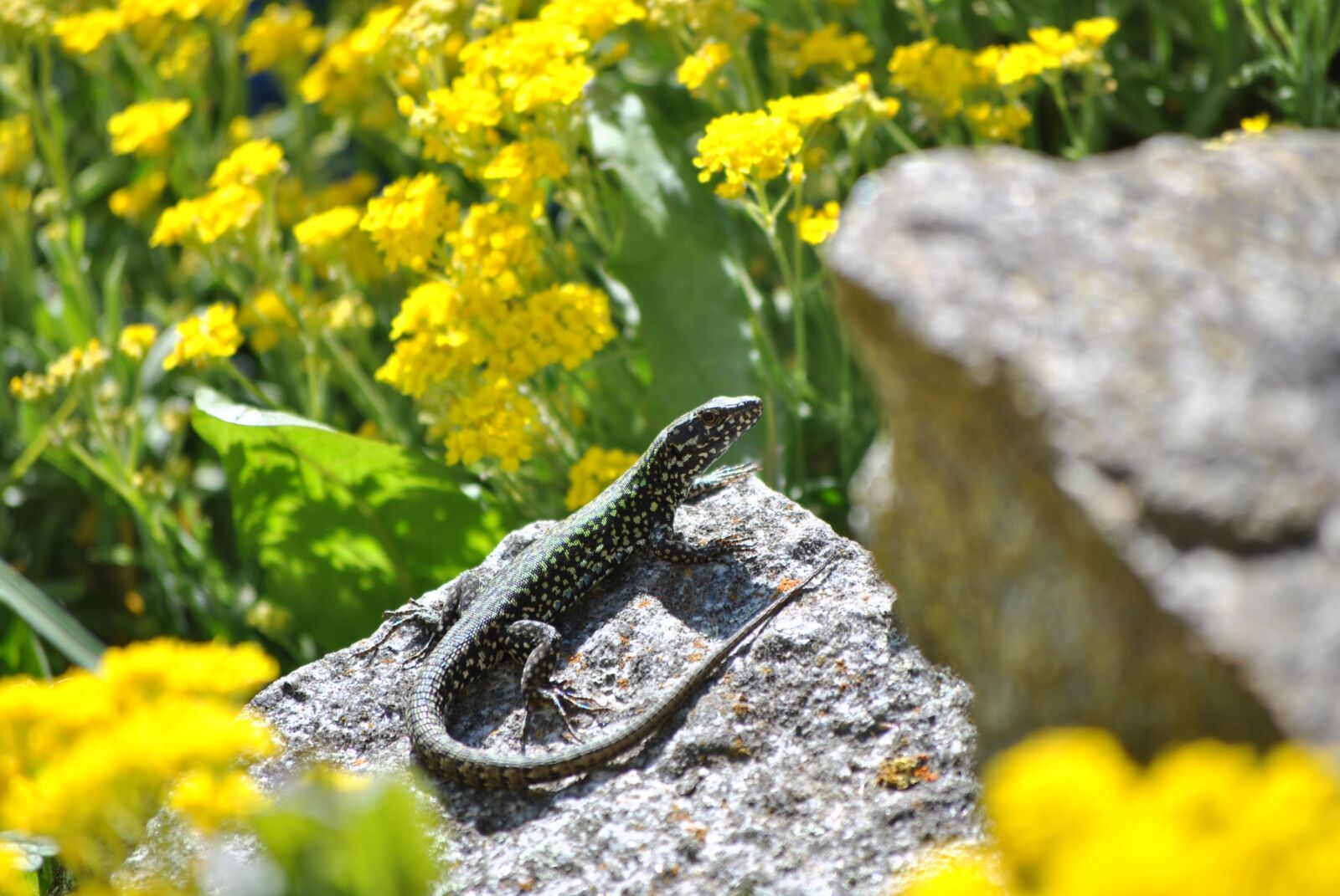 Nikon D3000 sample photo. Lizard, reptile, nature photography
