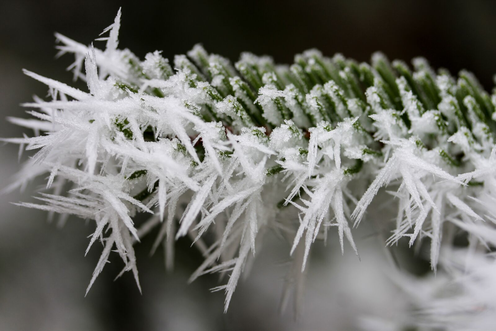 Canon EF-S 60mm F2.8 Macro USM sample photo. Rime, frost, pine photography